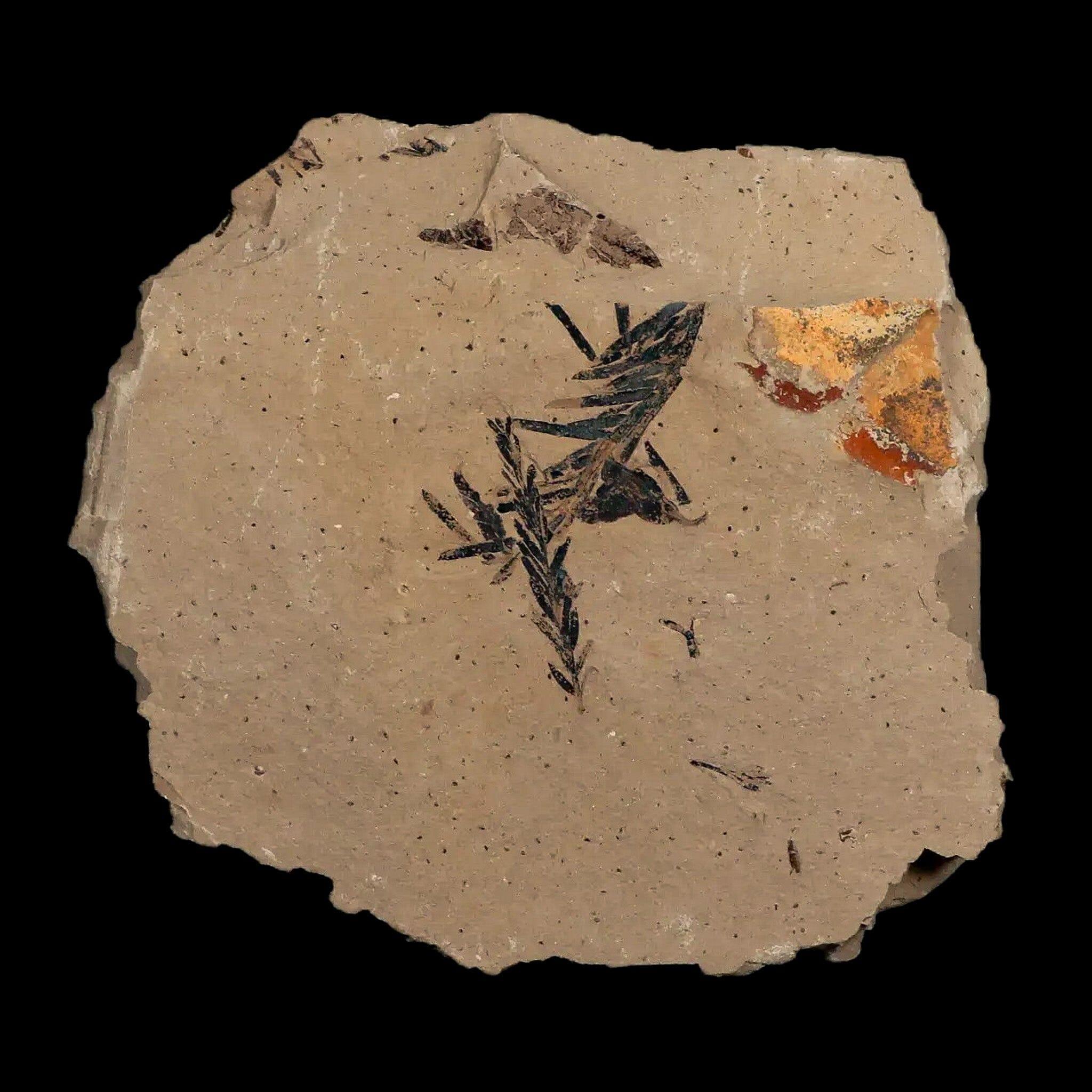 1.6" Detailed Fossil Plant Leafs Metasequoia Dawn Redwood Oligocene Age MT COA - Fossil Age Minerals