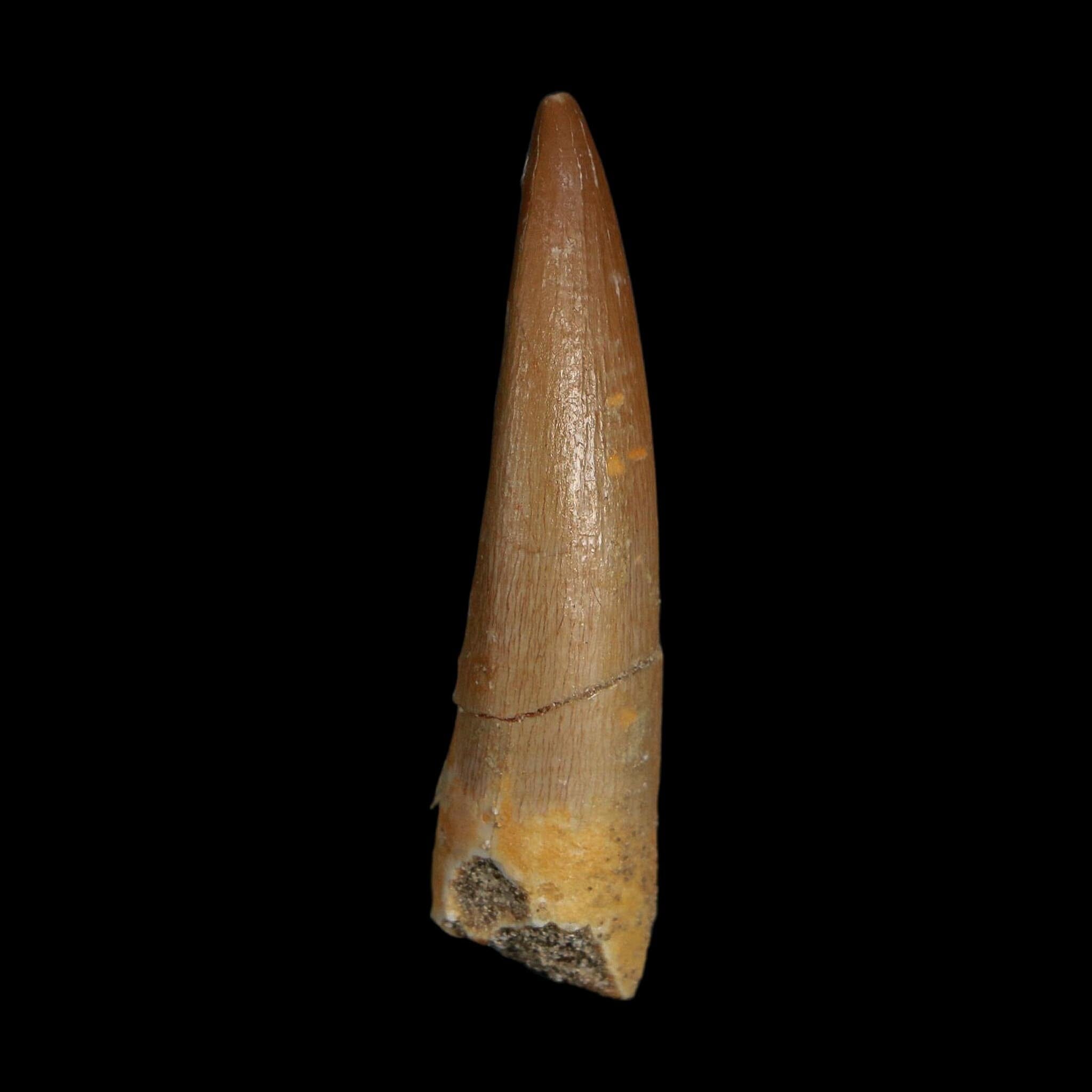 1.9" Plesiosaur Zarafasaura Tooth Fossil Cretaceous Dinosaur Era COA, Stand