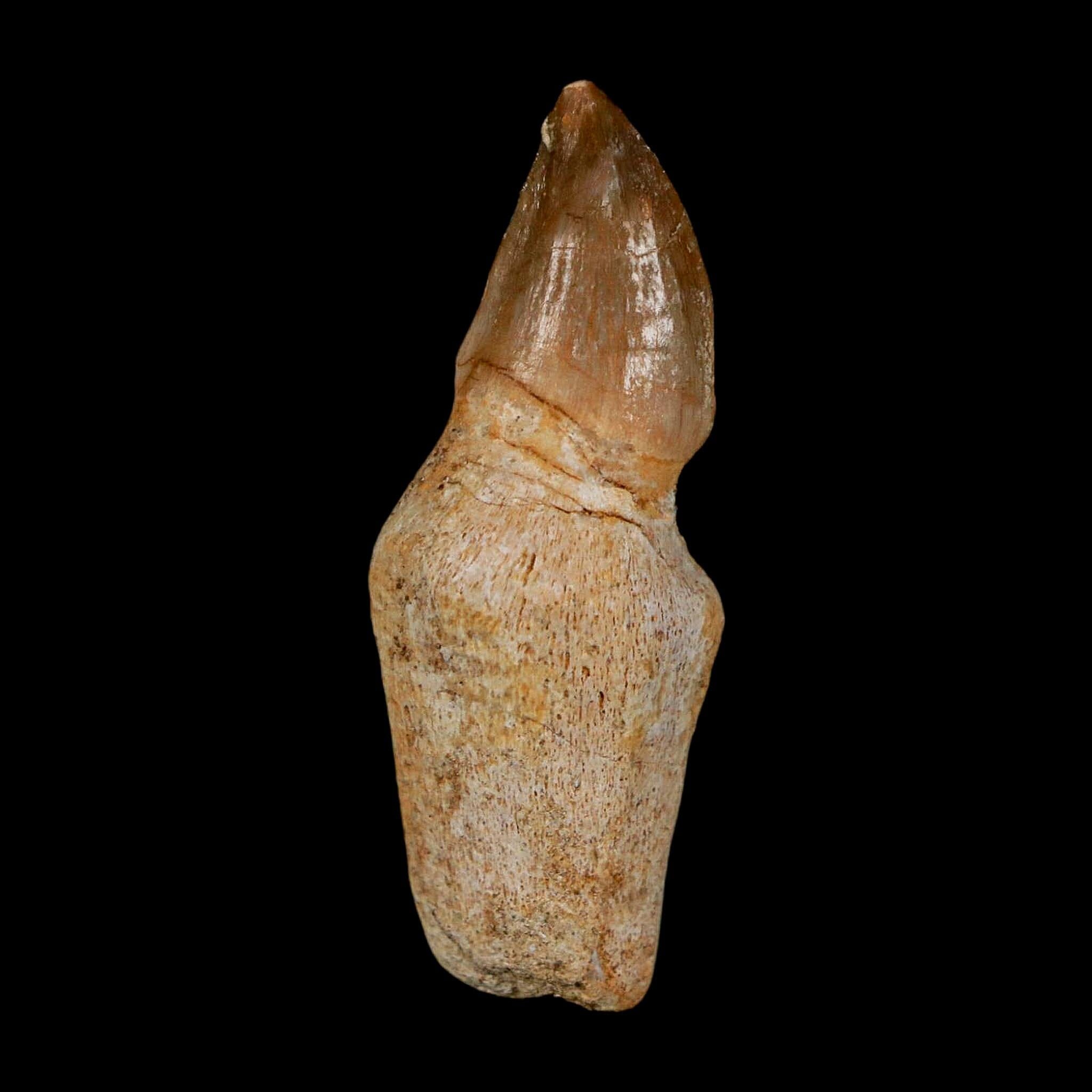 1.7" Halisaurus Walkeri Mosasaur Fossil Tooth Rooted Cretaceous Dinosaur Era COA - Fossil Age Minerals