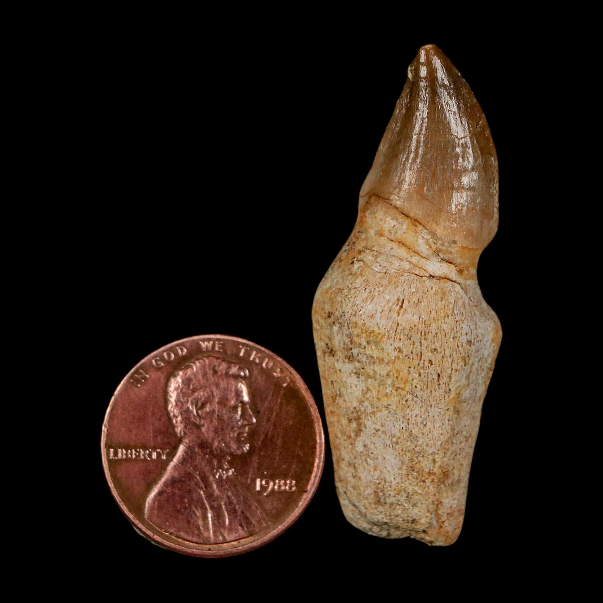 1.7" Halisaurus Walkeri Mosasaur Fossil Tooth Rooted Cretaceous Dinosaur Era COA - Fossil Age Minerals