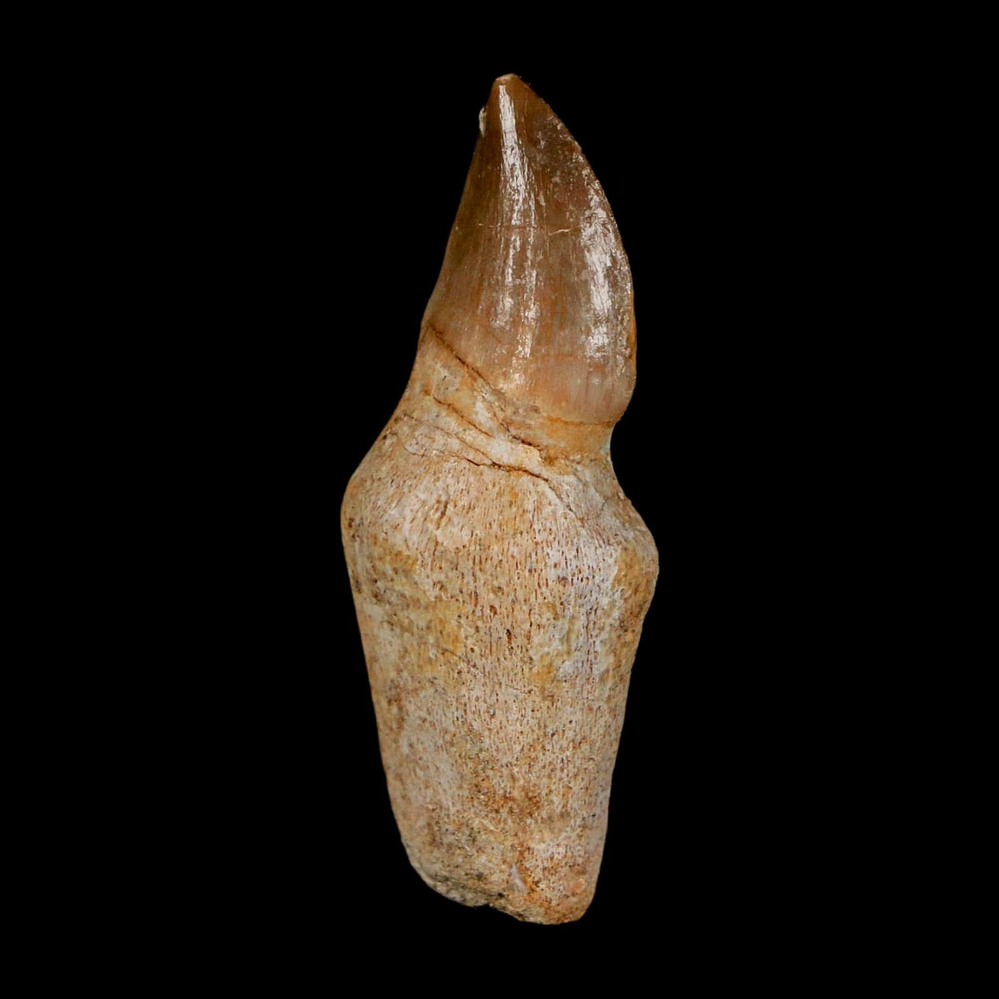 1.7" Halisaurus Walkeri Mosasaur Fossil Tooth Rooted Cretaceous Dinosaur Era COA - Fossil Age Minerals