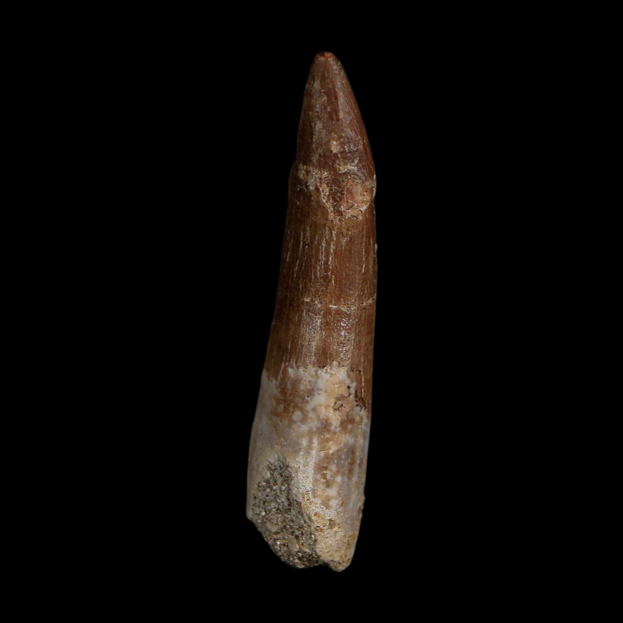 XL 2" Plesiosaur Zarafasaura Tooth Fossil Cretaceous Dinosaur Era COA, Stand