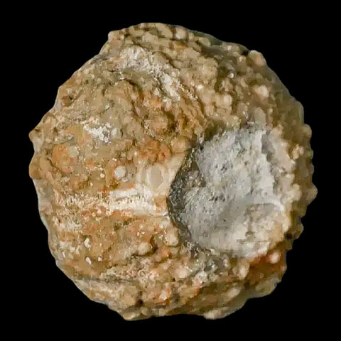 28MM Detailed Fossil Conopygus Sea Urchin Echinoid Cretaceous Morocco - Fossil Age Minerals