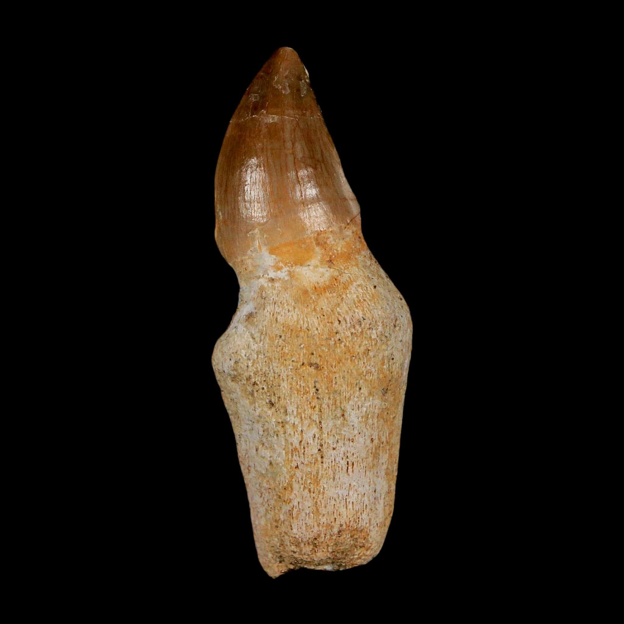 1.7" Halisaurus Walkeri Mosasaur Fossil Tooth Rooted Cretaceous Dinosaur Era COA - Fossil Age Minerals