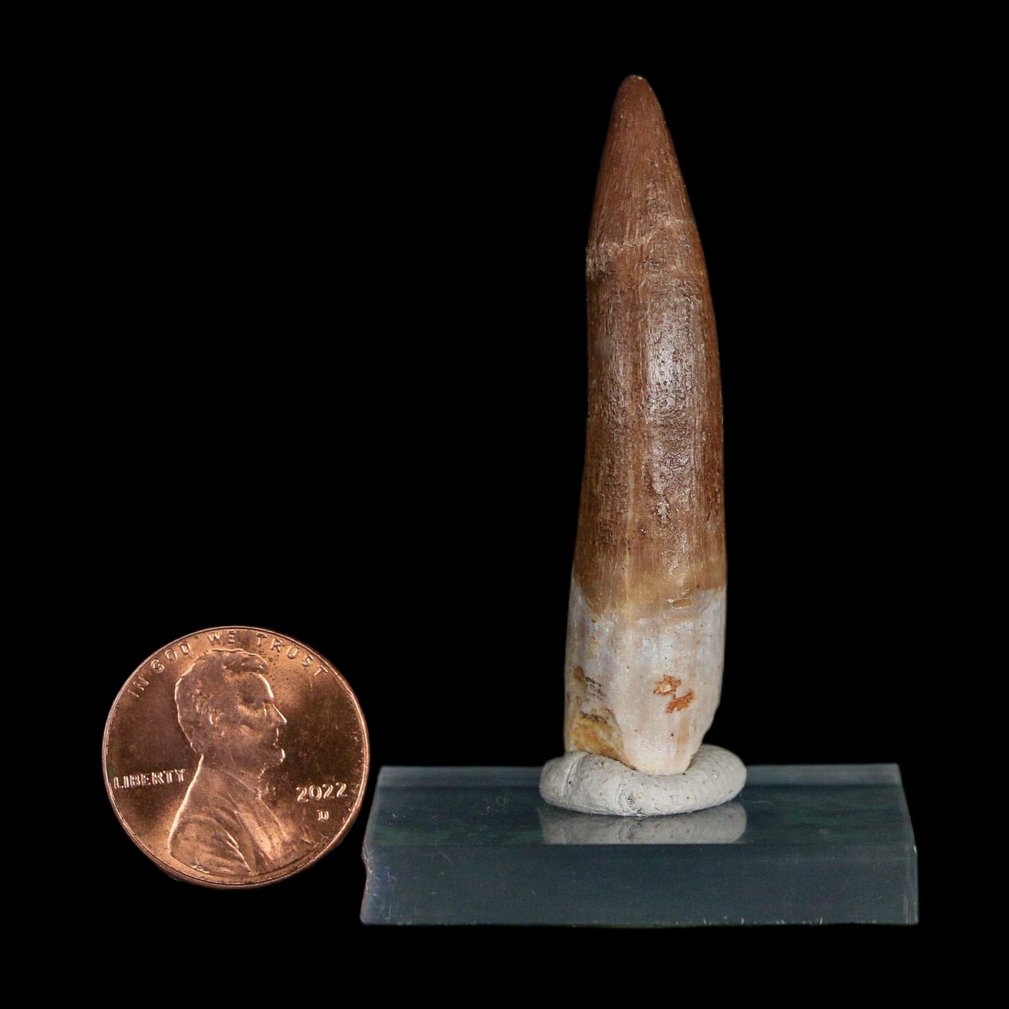 XL 2" Plesiosaur Zarafasaura Tooth Fossil Cretaceous Dinosaur Era COA, Stand