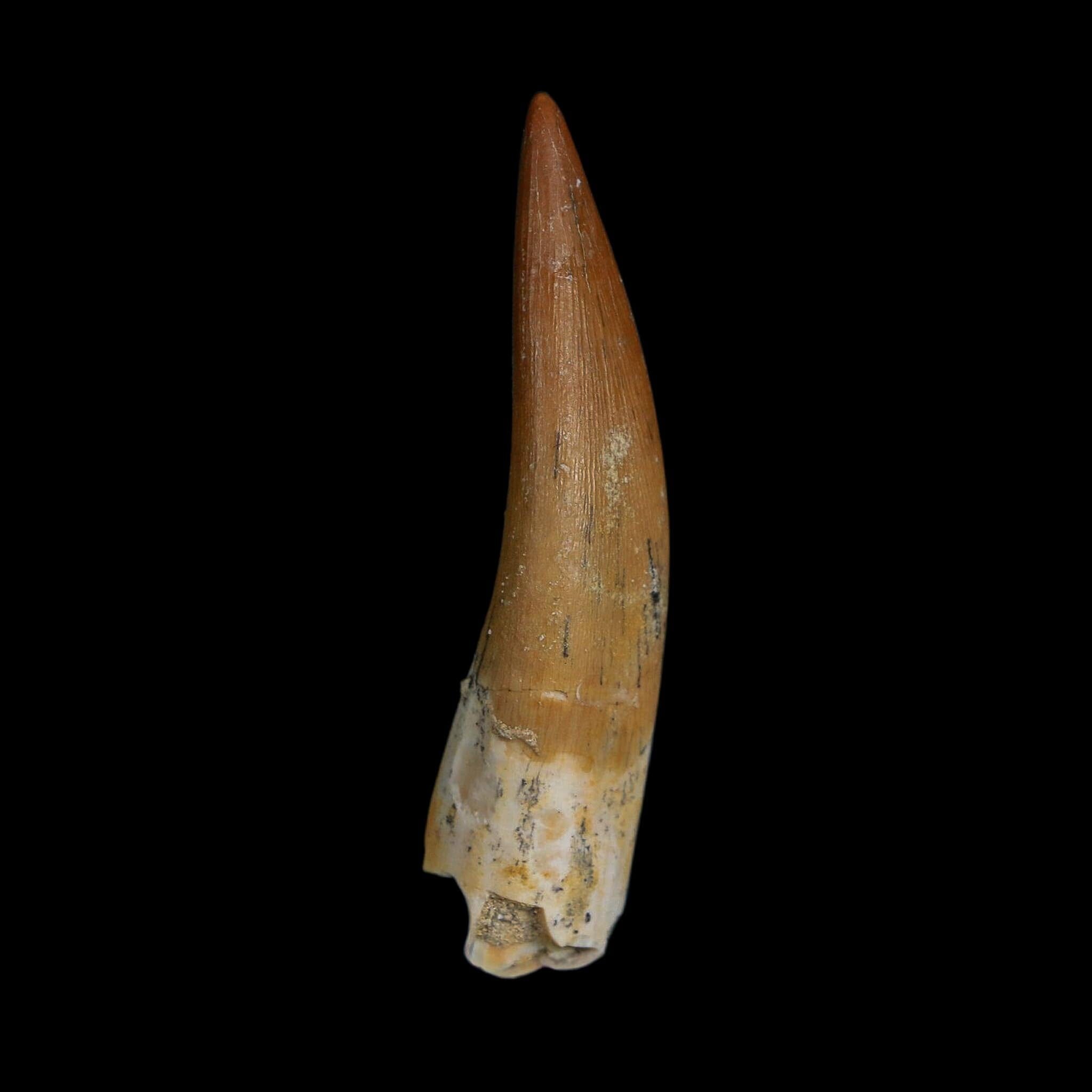XL 2.1" Plesiosaur Zarafasaura Tooth Fossil Cretaceous Dinosaur Era COA, Stand