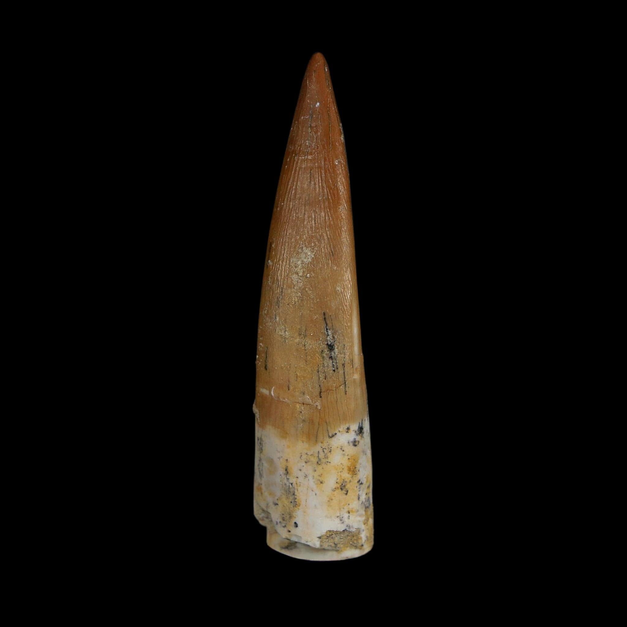 XL 2.1" Plesiosaur Zarafasaura Tooth Fossil Cretaceous Dinosaur Era COA, Stand