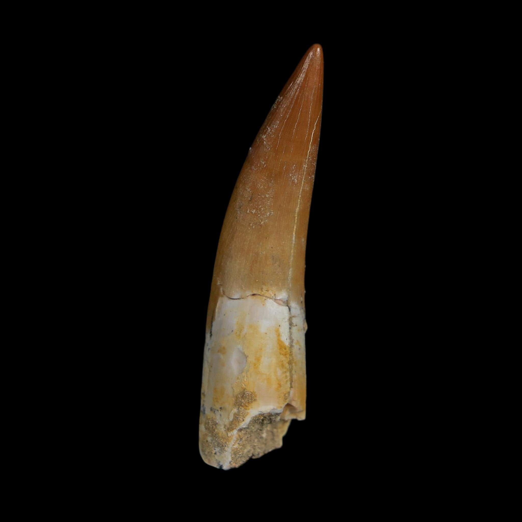 XL 2.1" Plesiosaur Zarafasaura Tooth Fossil Cretaceous Dinosaur Era COA, Stand