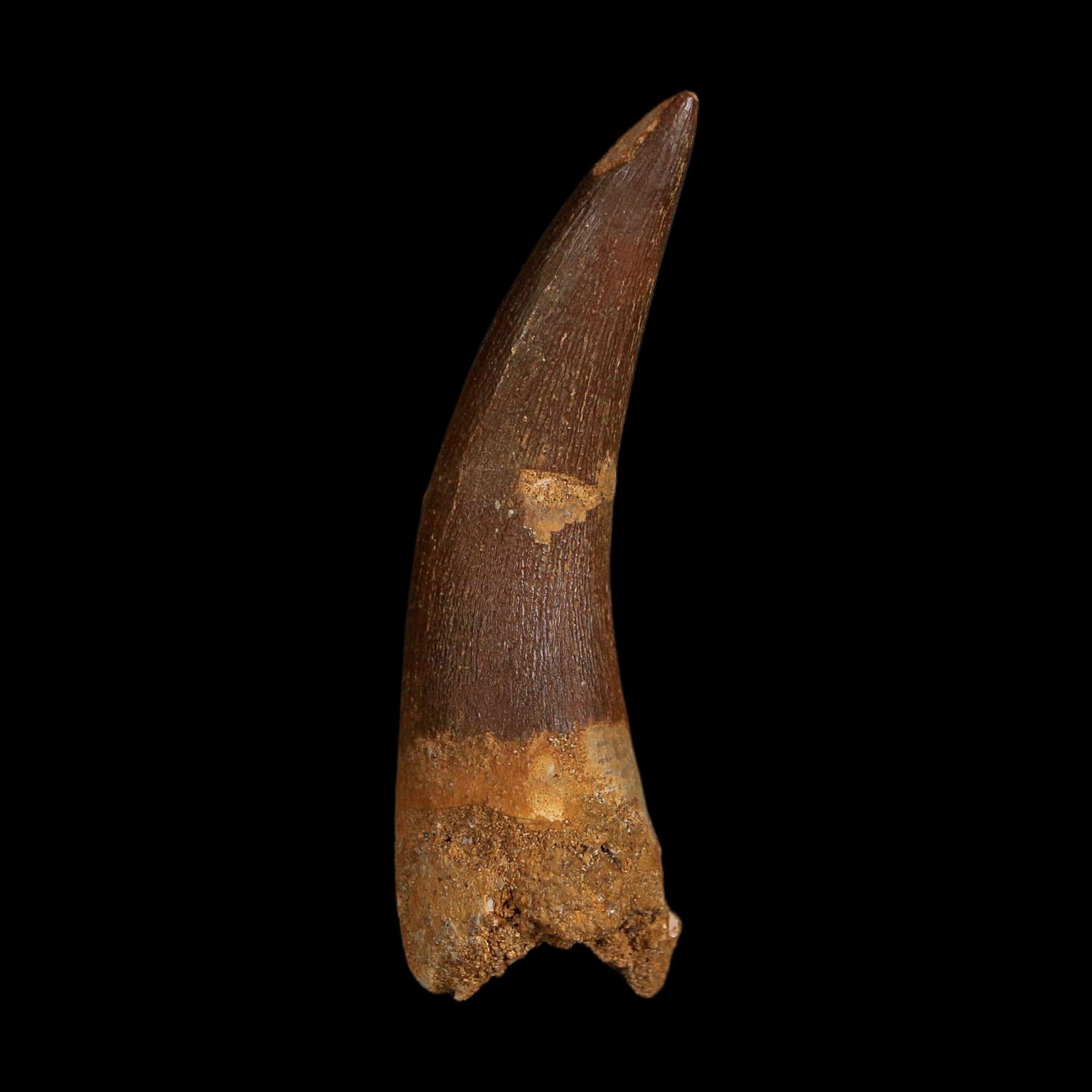 XL 2.1" Plesiosaur Zarafasaura Tooth Fossil Cretaceous Dinosaur Era COA, Stand