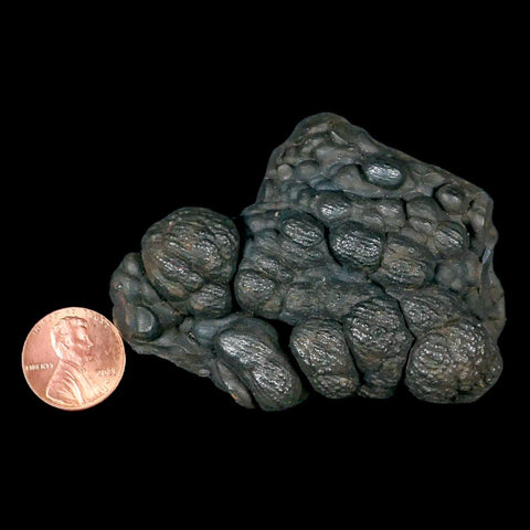 2.8" Hematite Botryoidal Kidney Ore Rock Mineral Specimen Irhoud Mine, Morocco - Fossil Age Minerals