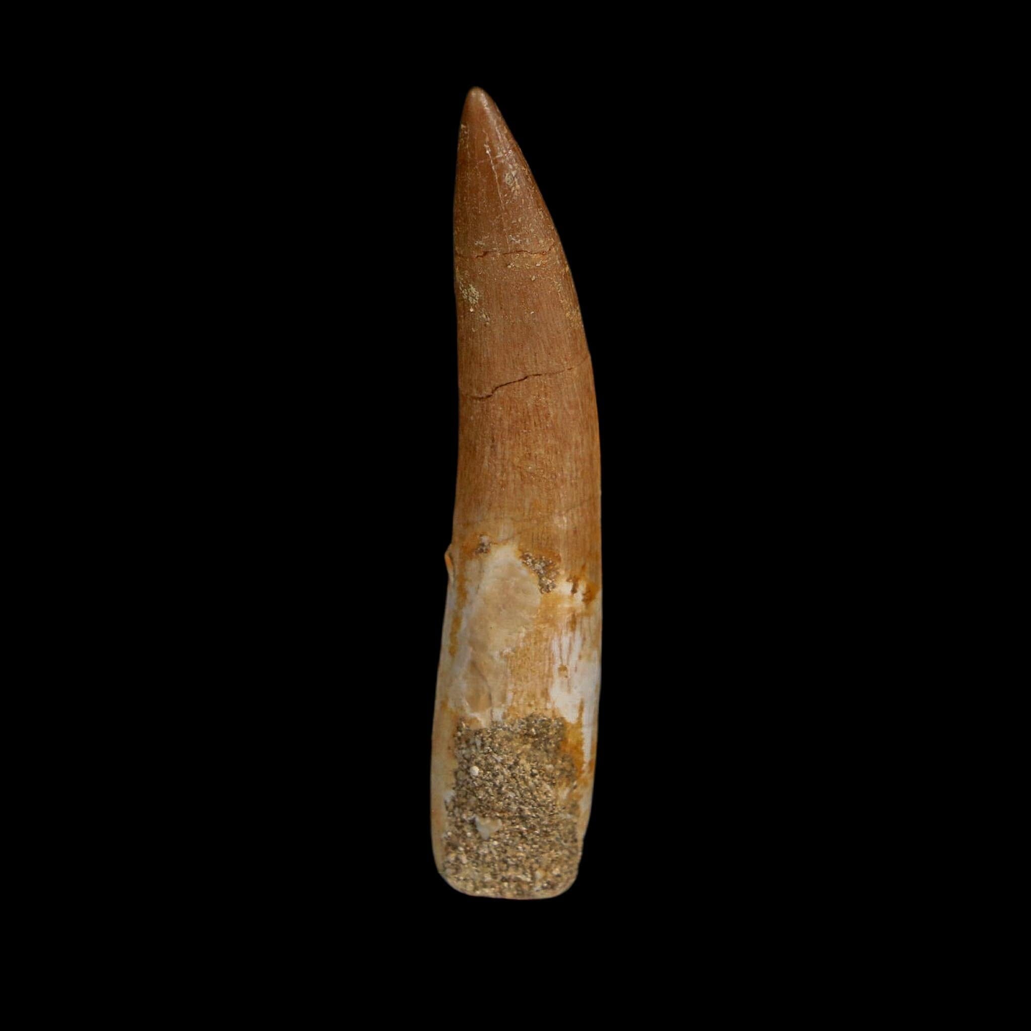 XL 2.2" Plesiosaur Zarafasaura Tooth Fossil Cretaceous Dinosaur Era COA, Stand