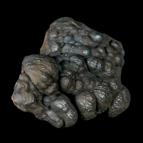 2.8" Hematite Botryoidal Kidney Ore Rock Mineral Specimen Irhoud Mine, Morocco - Fossil Age Minerals