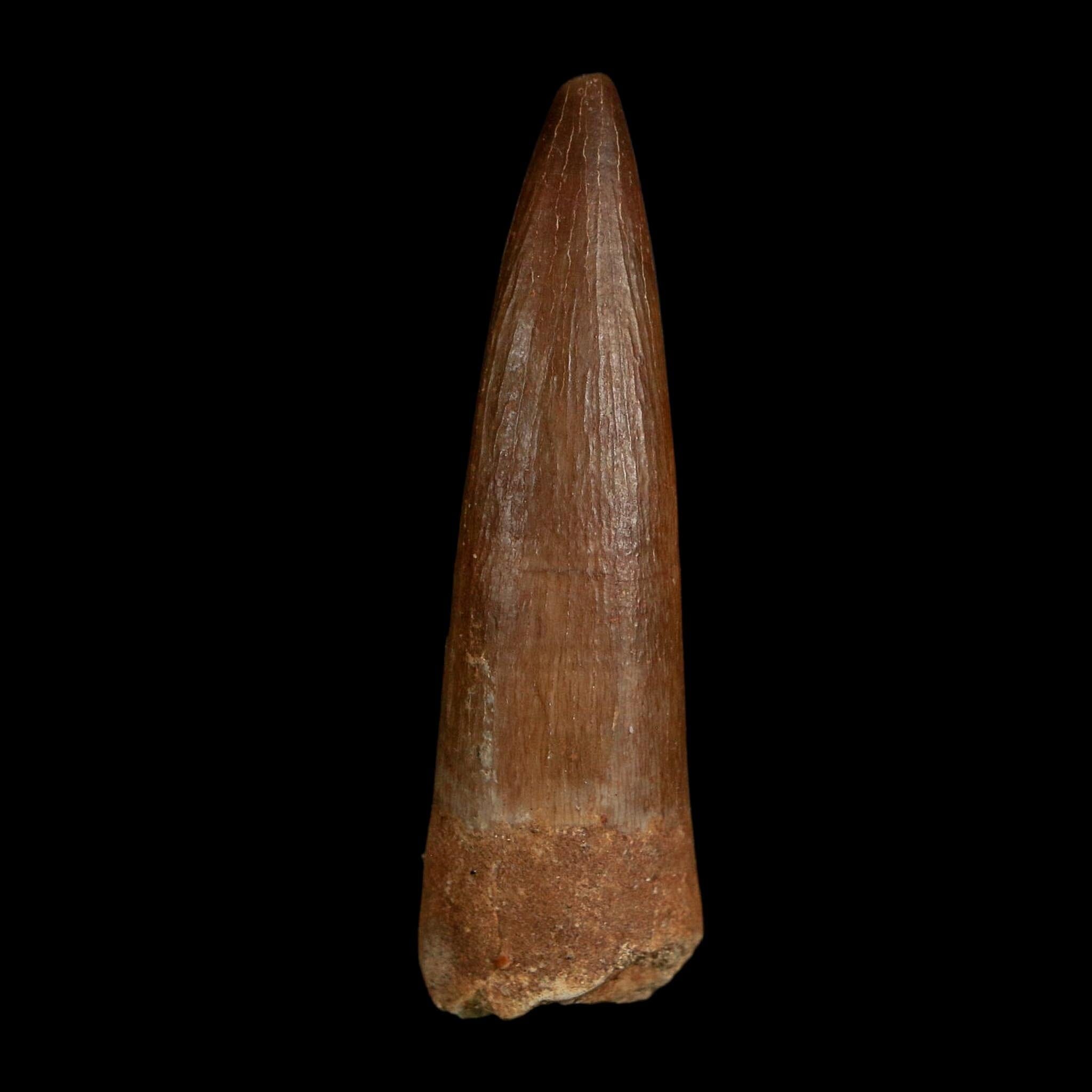 1.8" Plesiosaur Zarafasaura Tooth Fossil Cretaceous Dinosaur Era COA, Stand