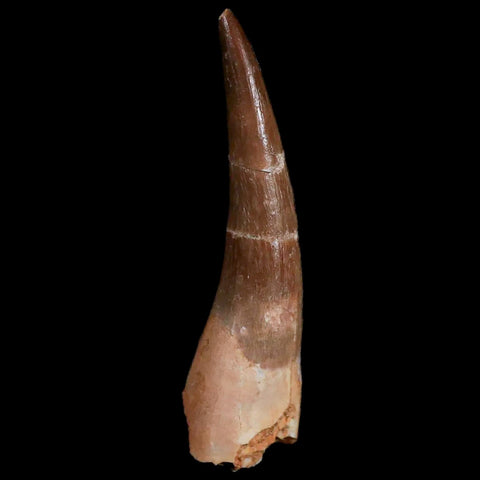 XL 2.1" Plesiosaur Zarafasaura Tooth Fossil Cretaceous Dinosaur Era COA, Stand - Fossil Age Minerals