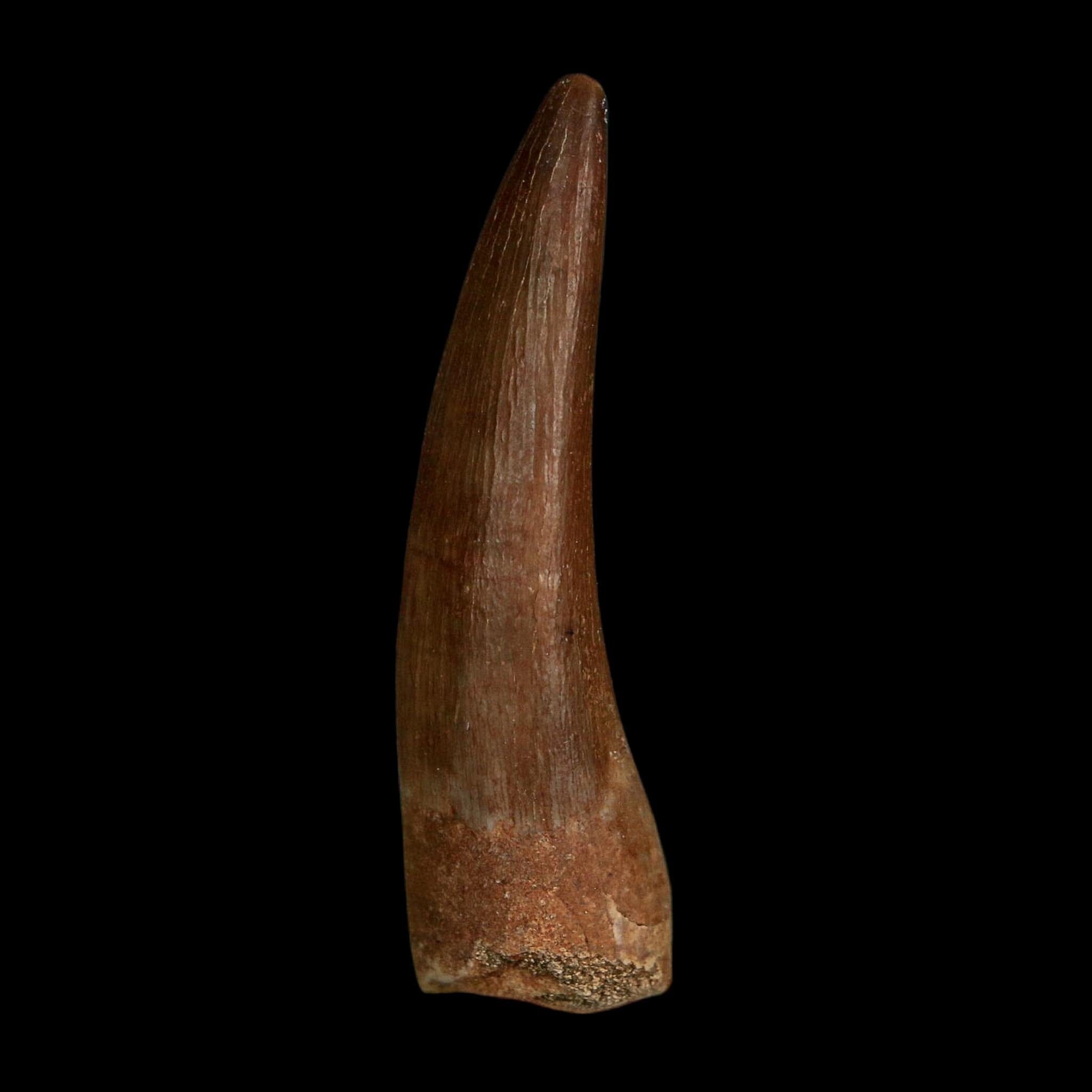 1.8" Plesiosaur Zarafasaura Tooth Fossil Cretaceous Dinosaur Era COA, Stand