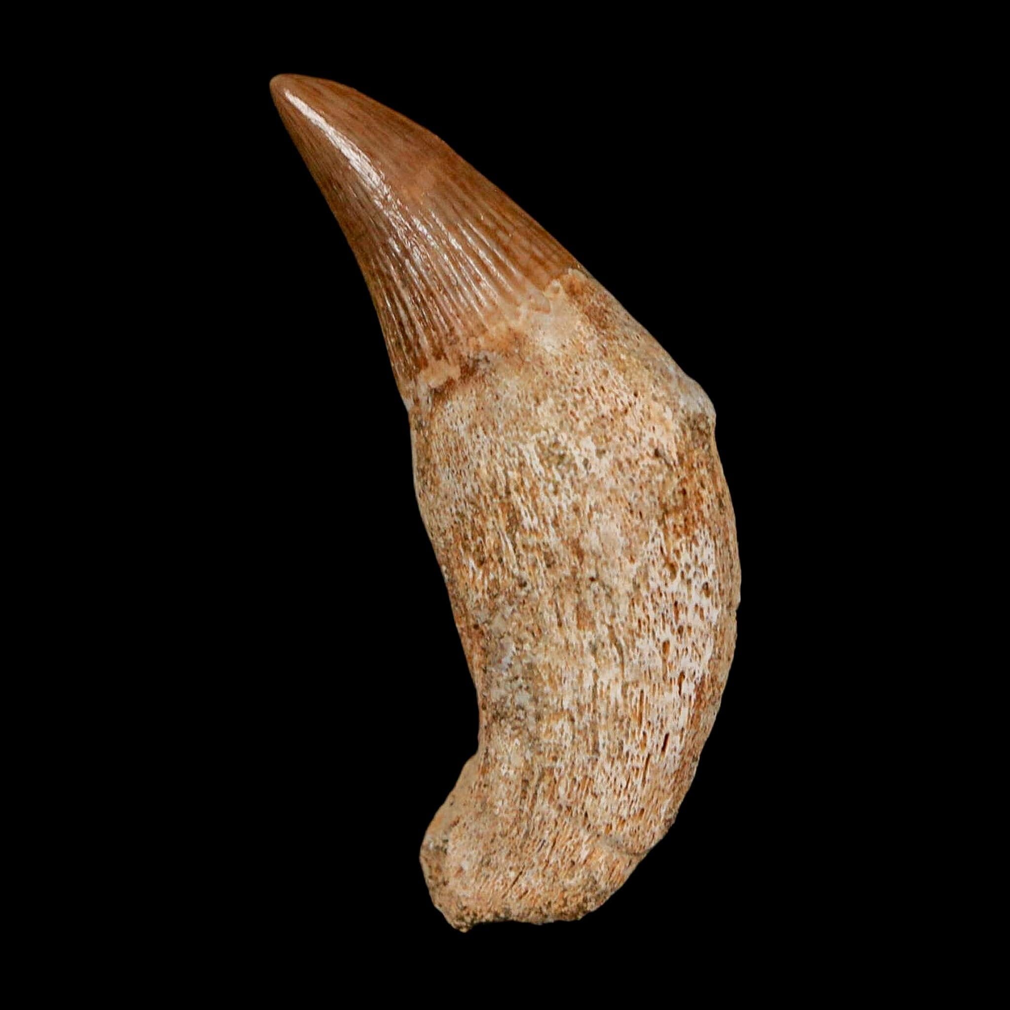 1.6" Mosasaur Platecarpus Fossil Tooth Rooted Cretaceous Dinosaur Era COA - Fossil Age Minerals