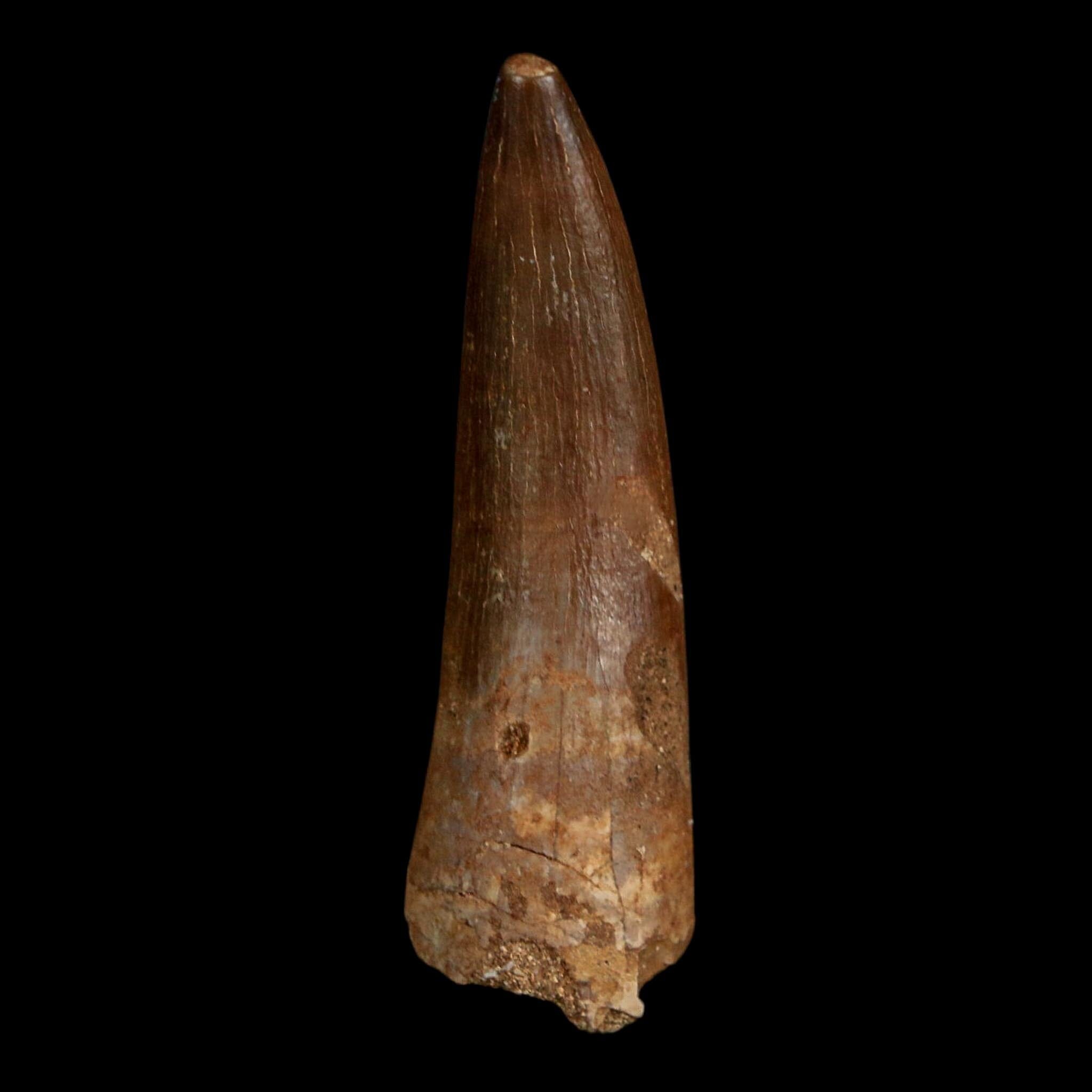 1.8" Plesiosaur Zarafasaura Tooth Fossil Cretaceous Dinosaur Era COA, Stand