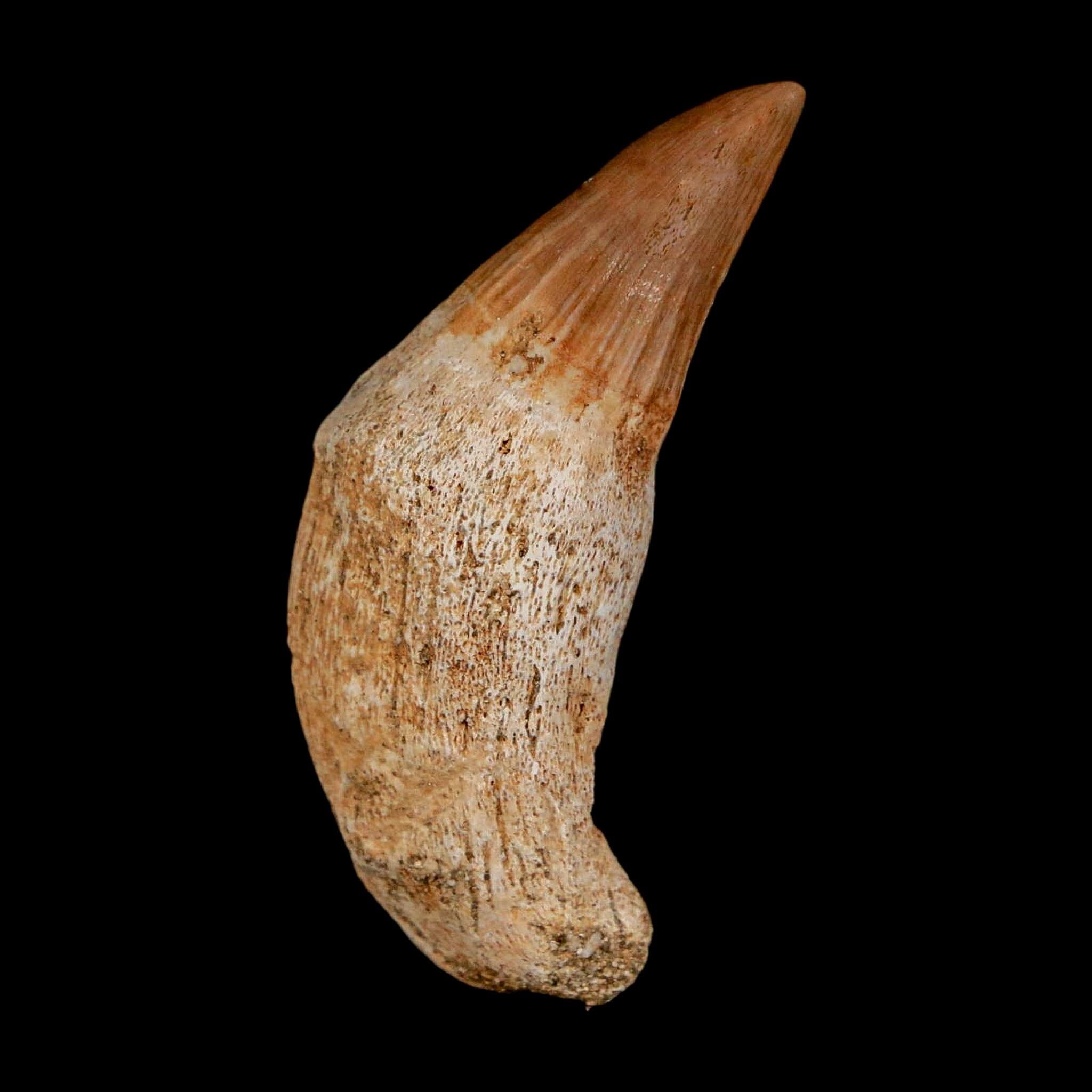 1.6" Mosasaur Platecarpus Fossil Tooth Rooted Cretaceous Dinosaur Era COA - Fossil Age Minerals