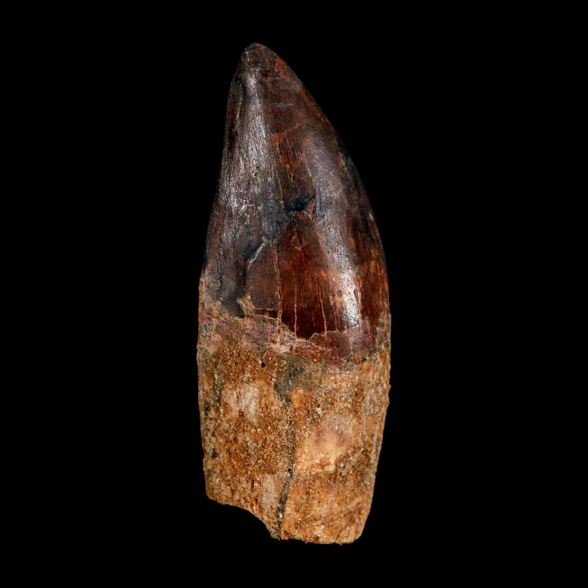 2.6" Carcharodontosaurus Serrated Fossil Tooth Cretaceous Theropod Dinosaur COA, Display - Fossil Age Minerals