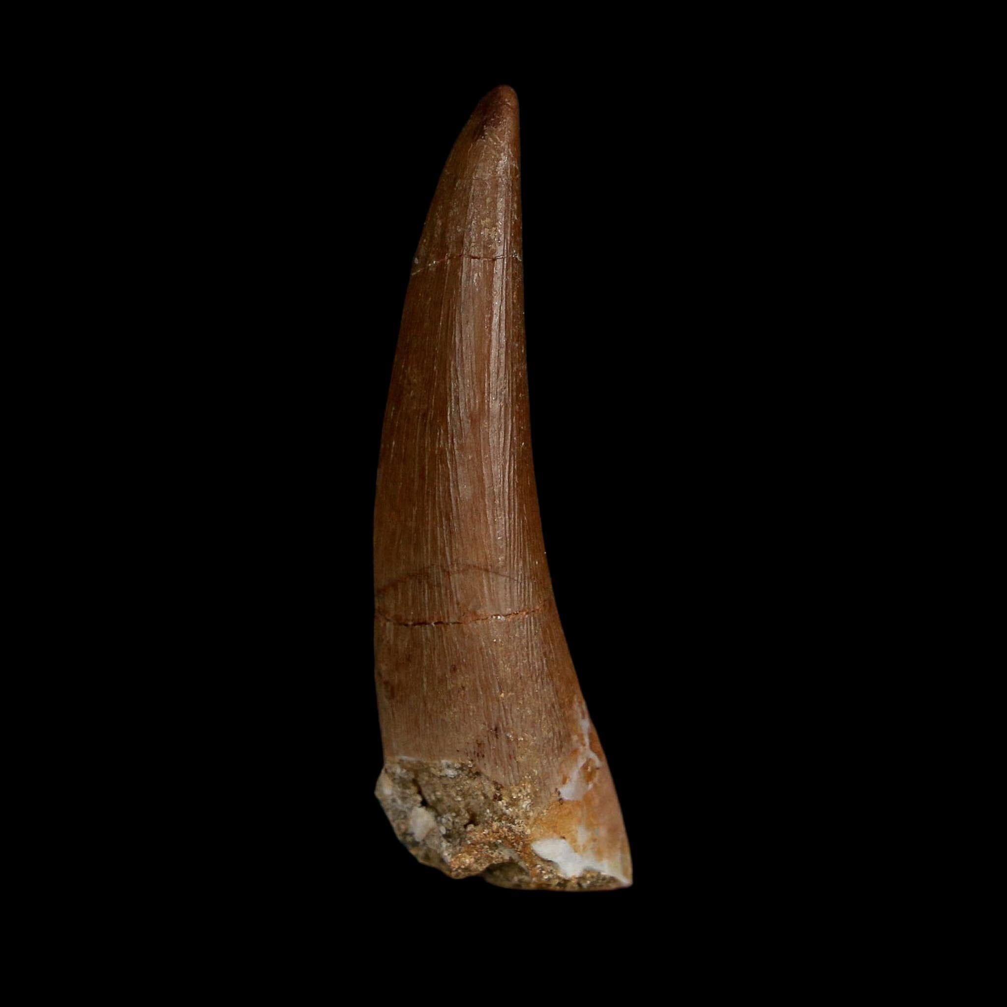 1.6" Plesiosaur Zarafasaura Tooth Fossil Cretaceous Dinosaur Era COA, Stand