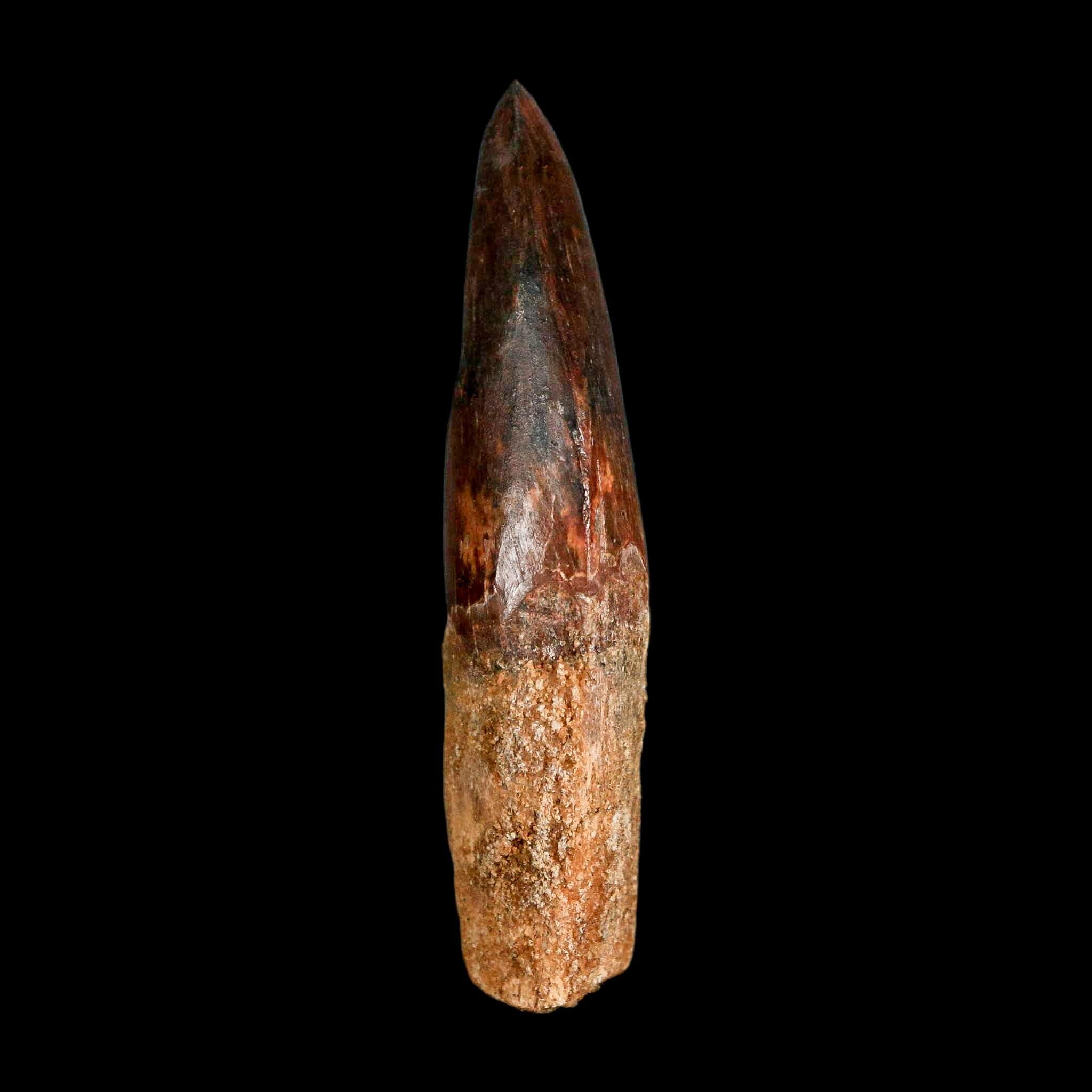 2.6" Carcharodontosaurus Serrated Fossil Tooth Cretaceous Theropod Dinosaur COA, Display - Fossil Age Minerals