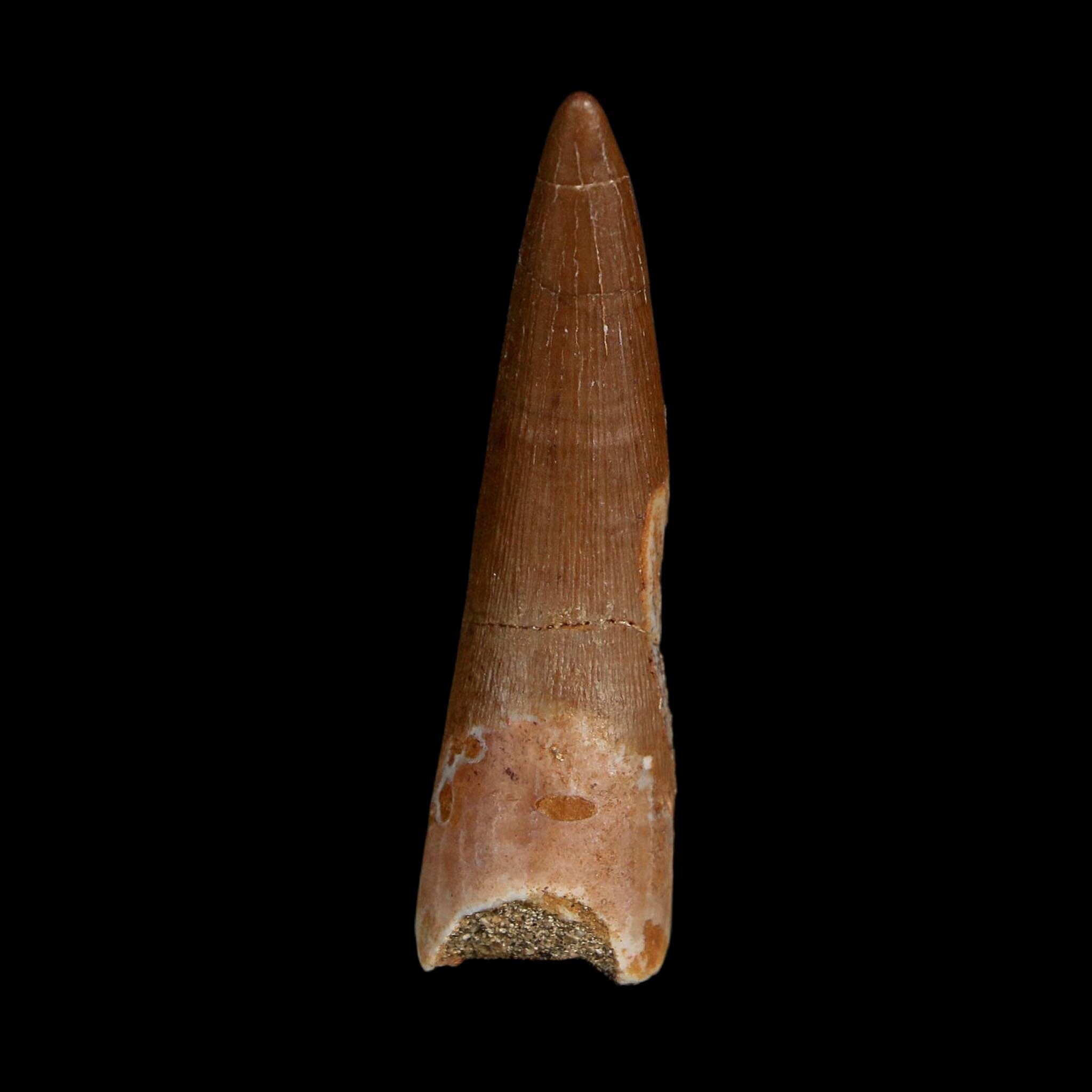 1.6" Plesiosaur Zarafasaura Tooth Fossil Cretaceous Dinosaur Era COA, Stand