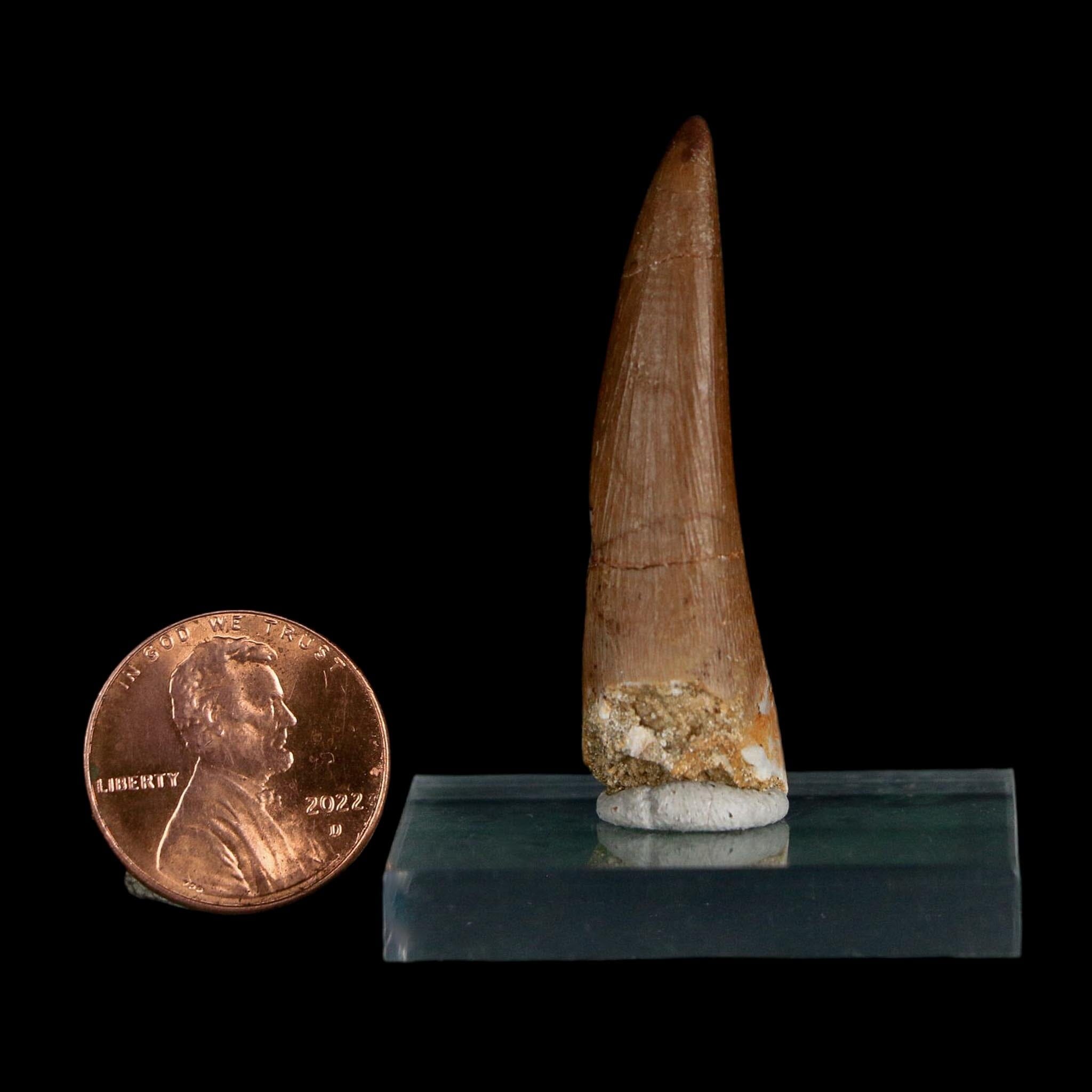 1.6" Plesiosaur Zarafasaura Tooth Fossil Cretaceous Dinosaur Era COA, Stand