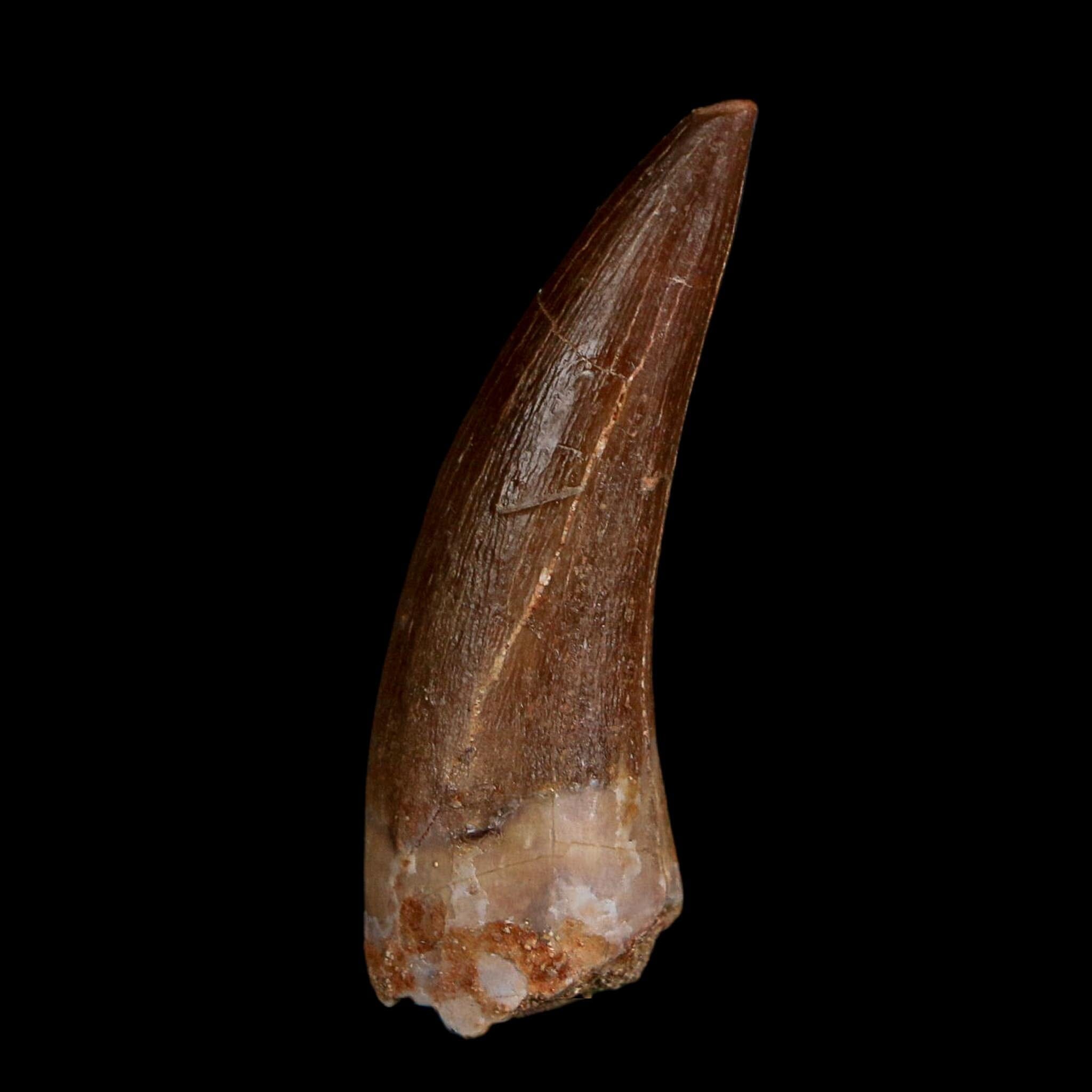 1.7" Plesiosaur Zarafasaura Tooth Fossil Cretaceous Dinosaur Era COA, Stand
