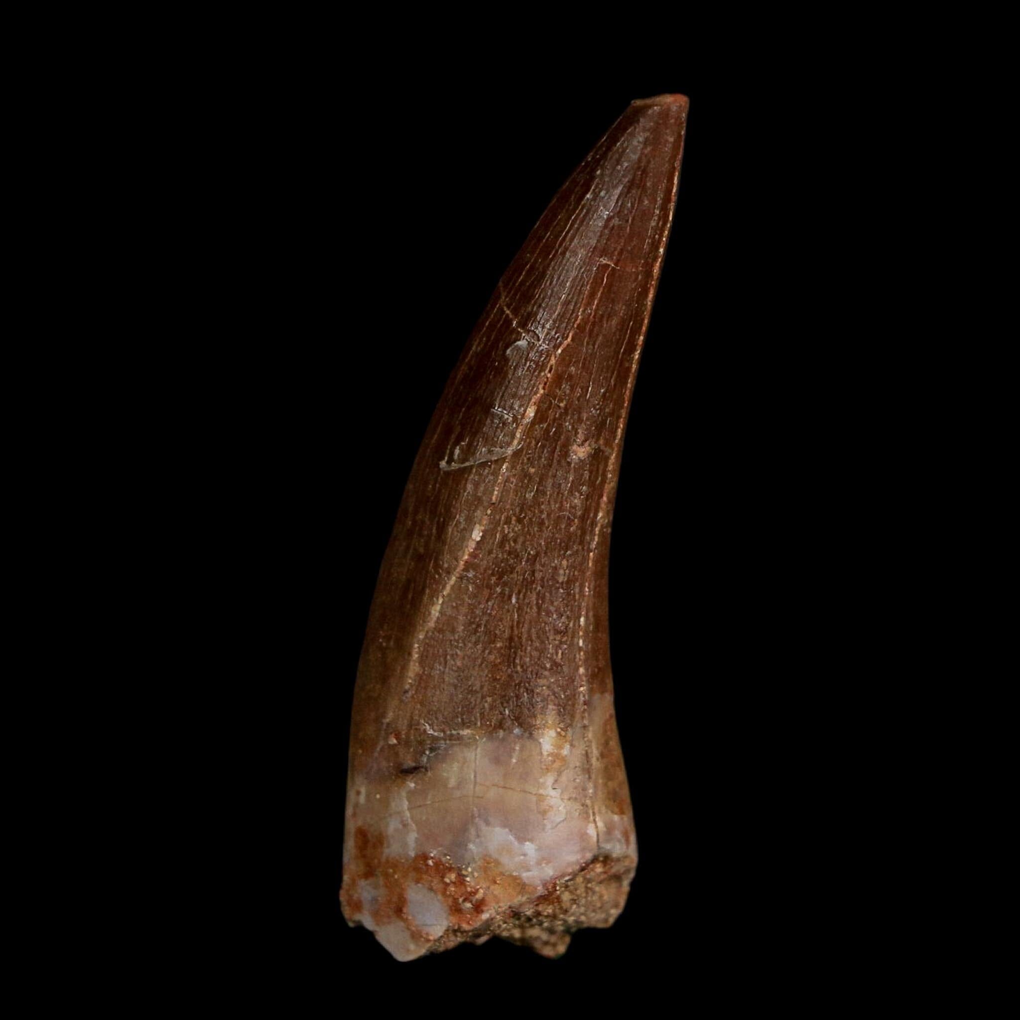 1.7" Plesiosaur Zarafasaura Tooth Fossil Cretaceous Dinosaur Era COA, Stand