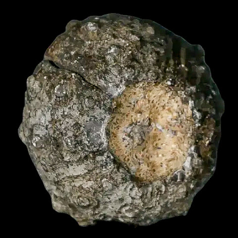 28MM Detailed Fossil Conopygus Sea Urchin Echinoid Cretaceous Morocco - Fossil Age Minerals