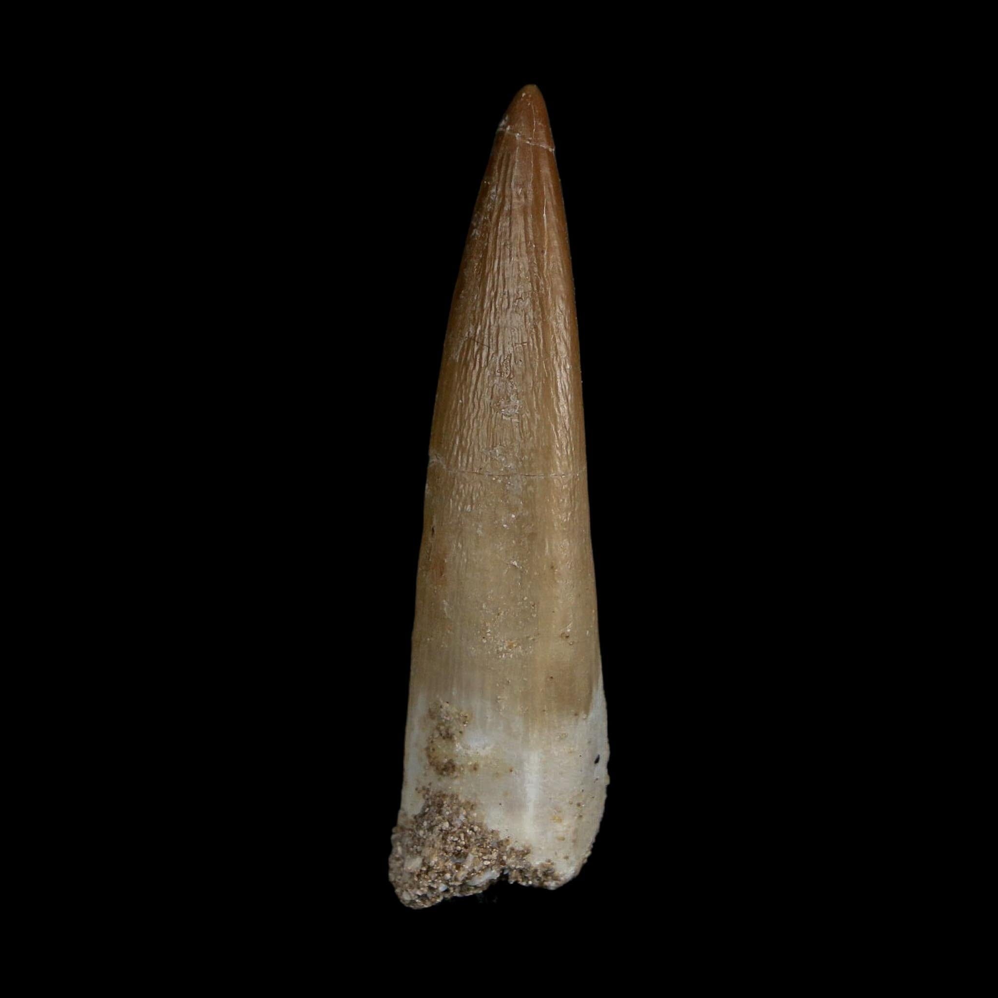1.8" Plesiosaur Zarafasaura Tooth Fossil Cretaceous Dinosaur Era COA, Stand