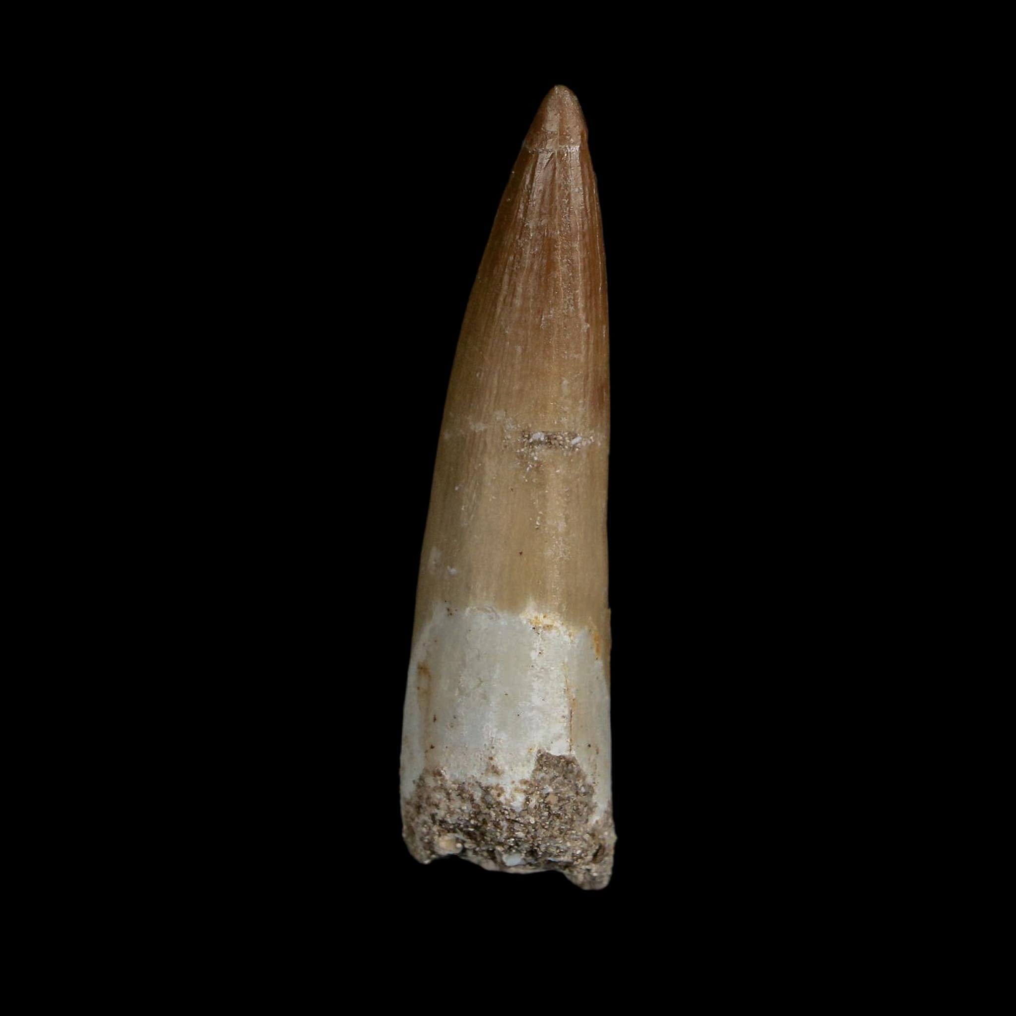 1.8" Plesiosaur Zarafasaura Tooth Fossil Cretaceous Dinosaur Era COA, Stand