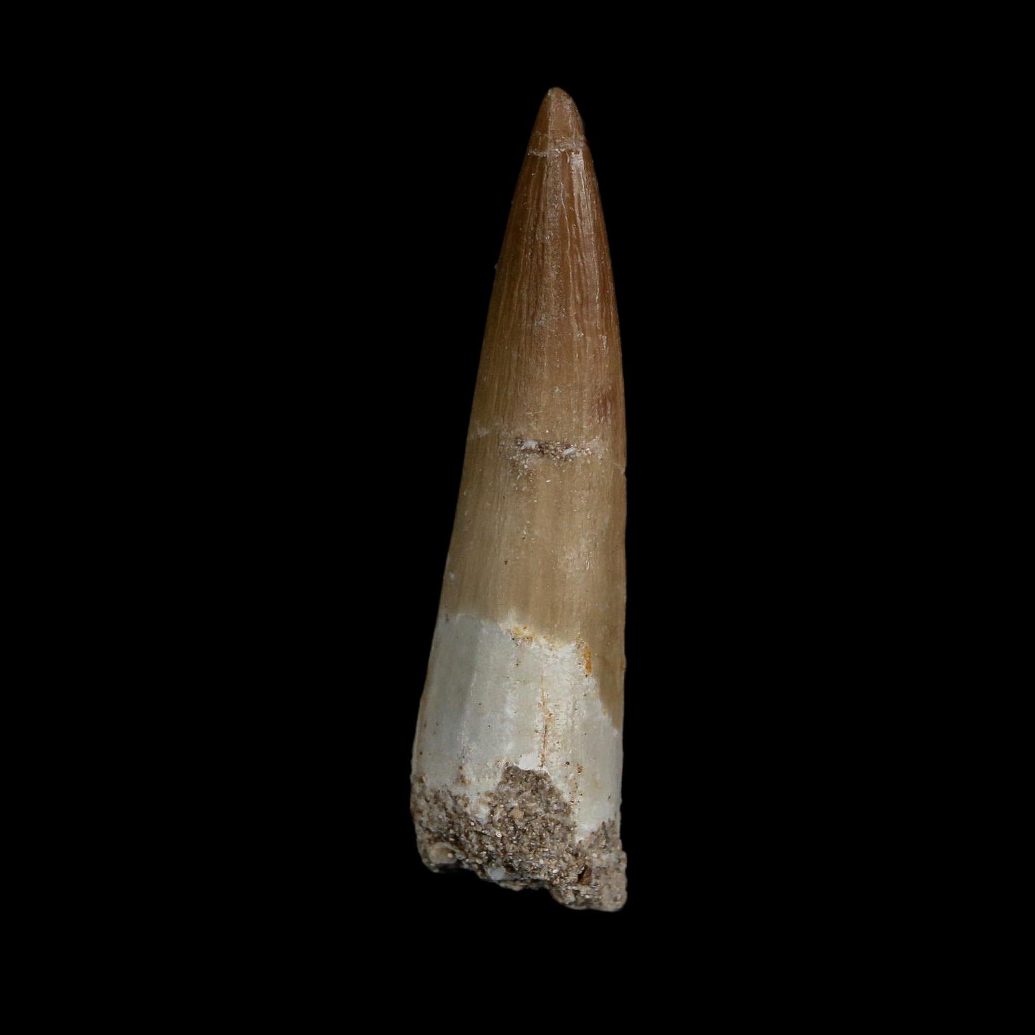 1.8" Plesiosaur Zarafasaura Tooth Fossil Cretaceous Dinosaur Era COA, Stand
