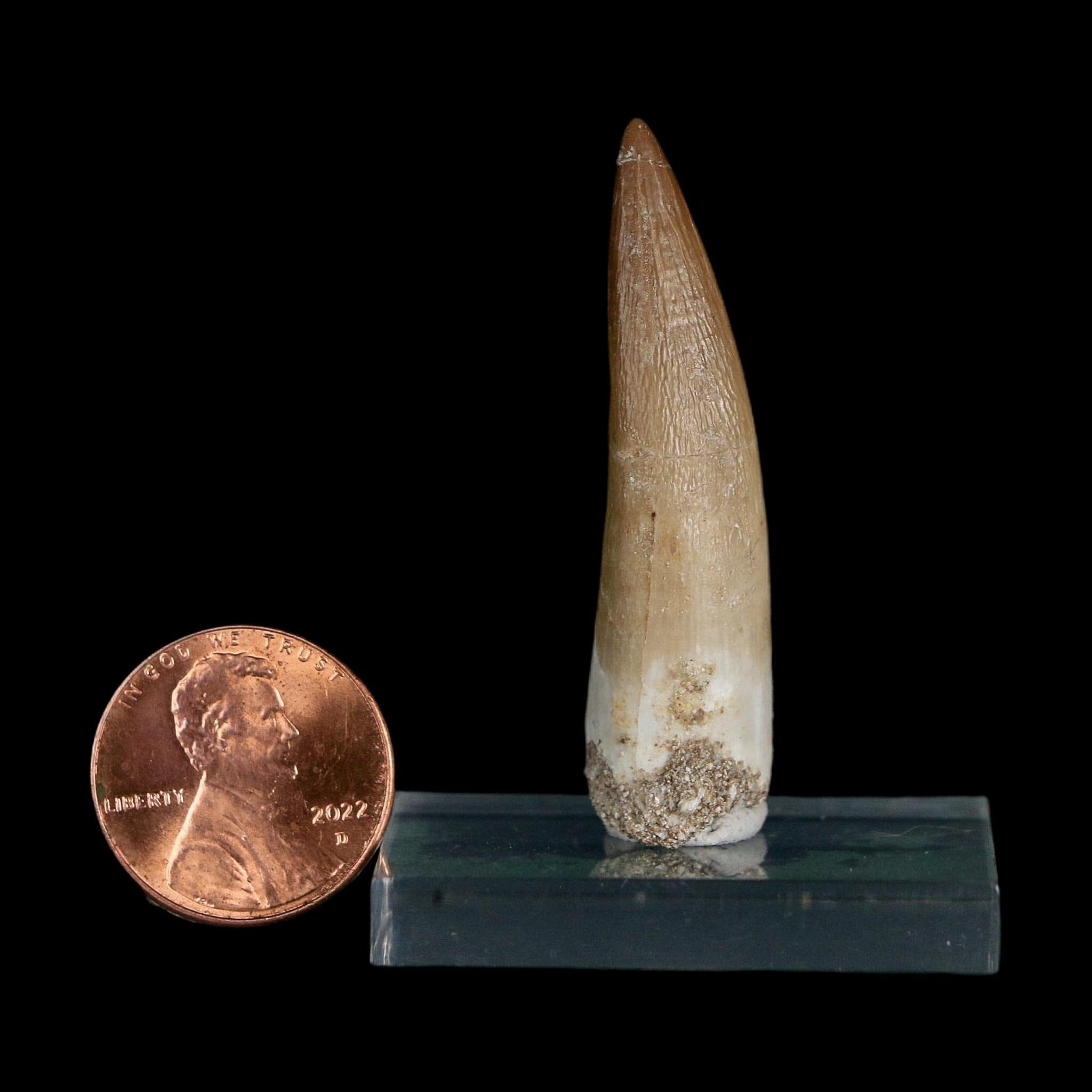 1.8" Plesiosaur Zarafasaura Tooth Fossil Cretaceous Dinosaur Era COA, Stand