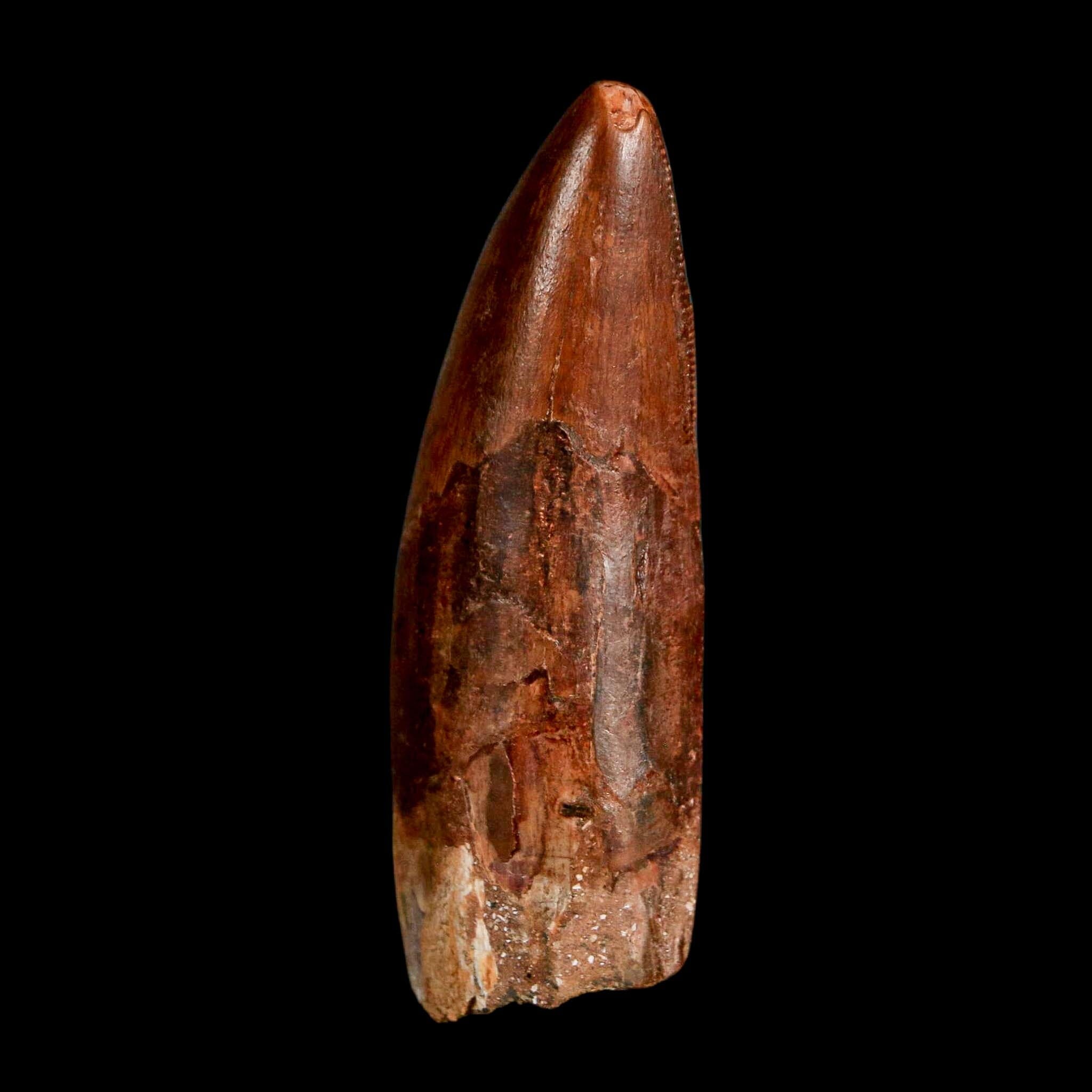 2.3" Carcharodontosaurus Serrated Fossil Tooth Cretaceous Theropod Dinosaur COA, Display - Fossil Age Minerals