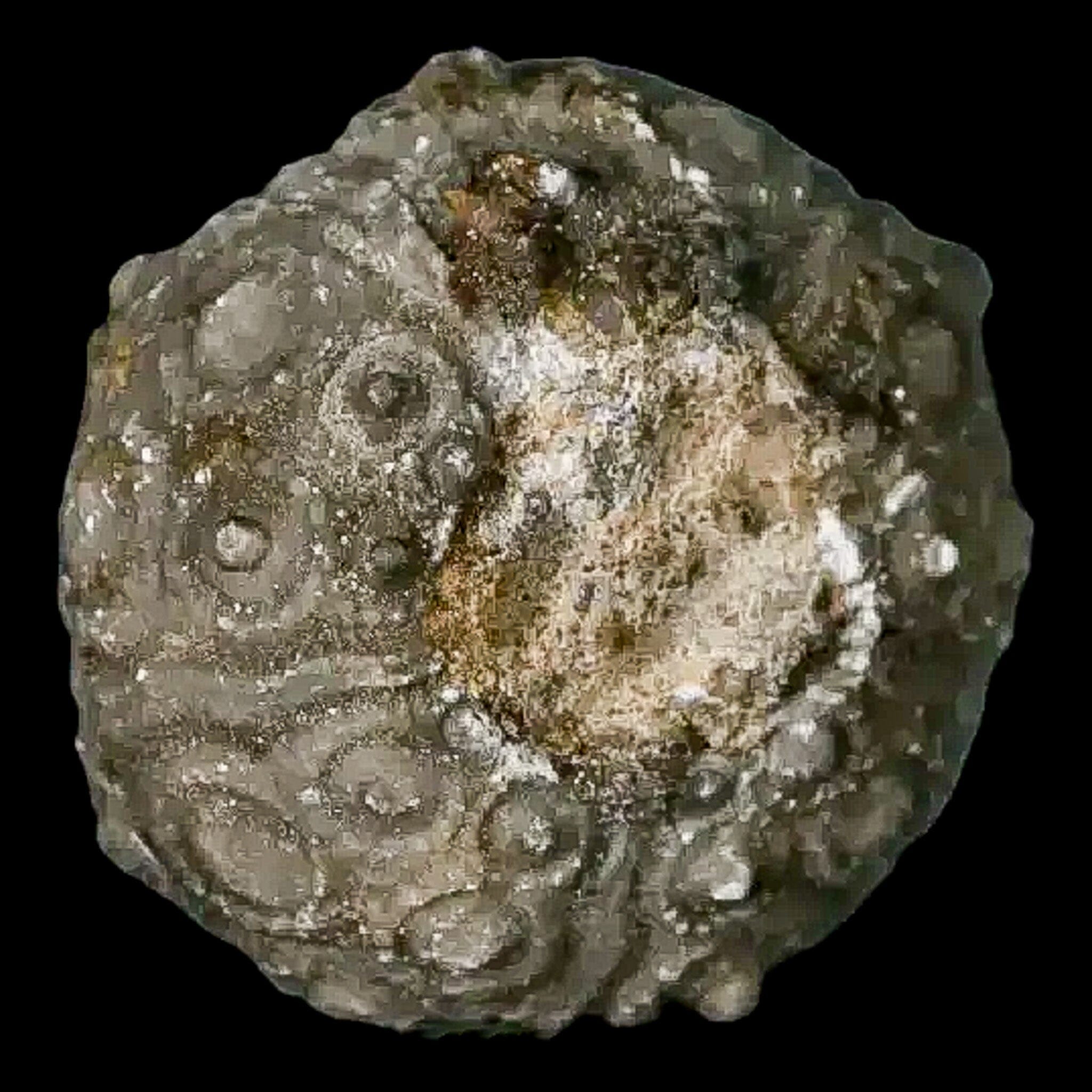 28MM Detailed Fossil Conopygus Sea Urchin Echinoid Cretaceous Morocco - Fossil Age Minerals