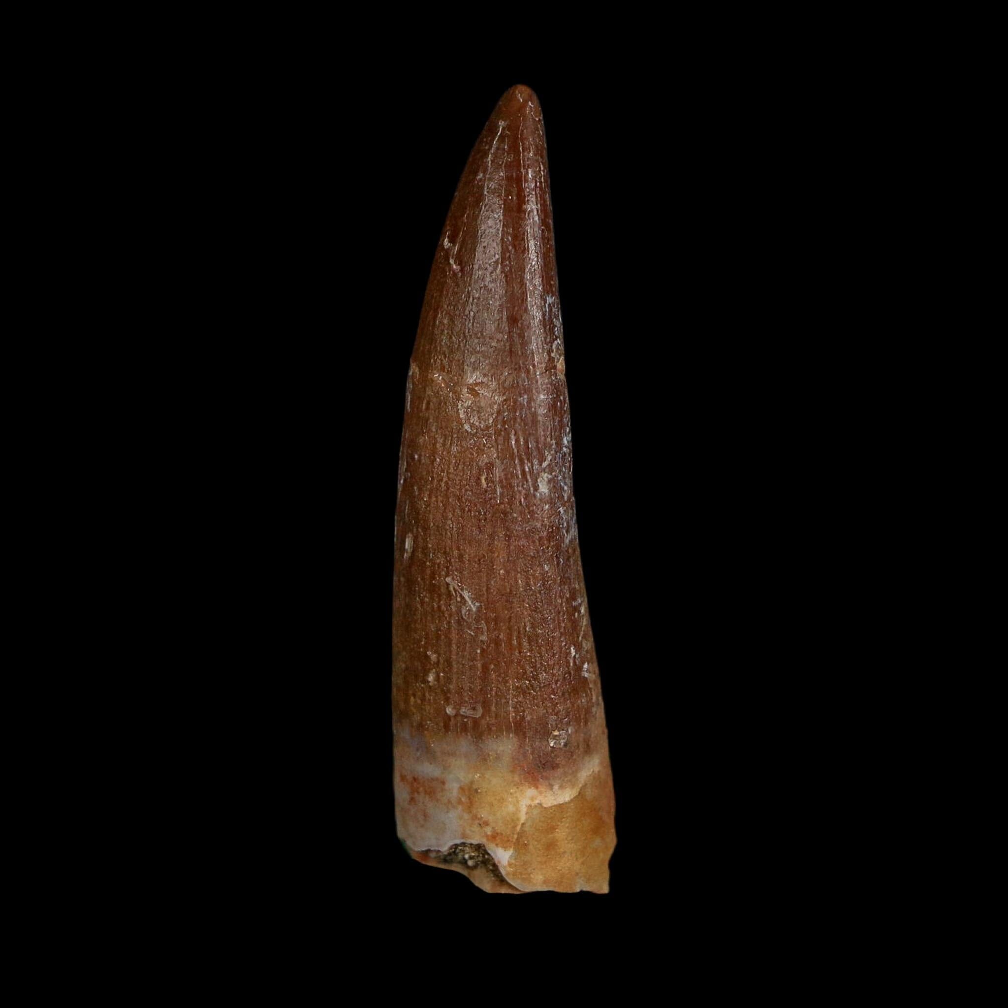 1.6" Plesiosaur Zarafasaura Tooth Fossil Cretaceous Dinosaur Era COA, Stand
