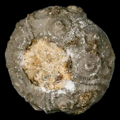 28MM Detailed Fossil Conopygus Sea Urchin Echinoid Cretaceous Morocco - Fossil Age Minerals