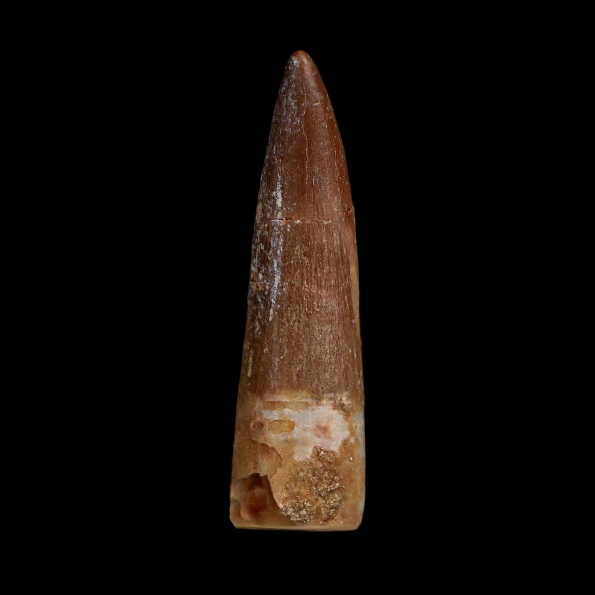 1.6" Plesiosaur Zarafasaura Tooth Fossil Cretaceous Dinosaur Era COA, Stand