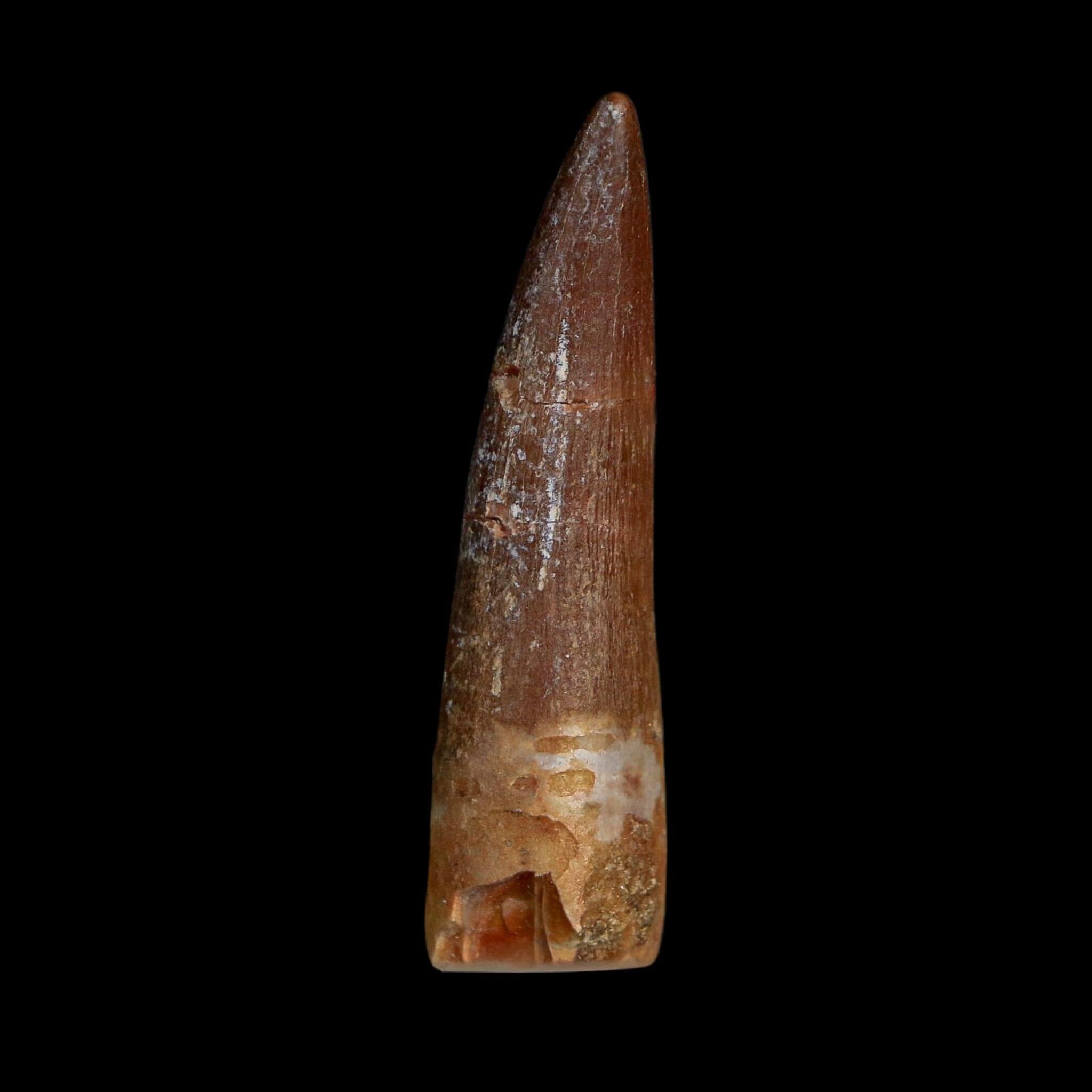 1.6" Plesiosaur Zarafasaura Tooth Fossil Cretaceous Dinosaur Era COA, Stand