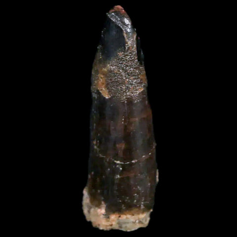 1" Rebbachisaurus Sauropod Fossil Tooth Early Cretaceous Dinosaur COA, Display - Fossil Age Minerals