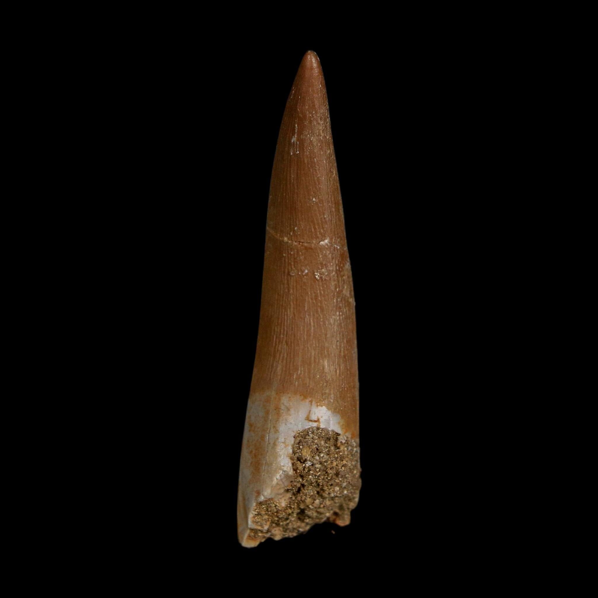 1.9" Plesiosaur Zarafasaura Tooth Fossil Cretaceous Dinosaur Era COA, Stand