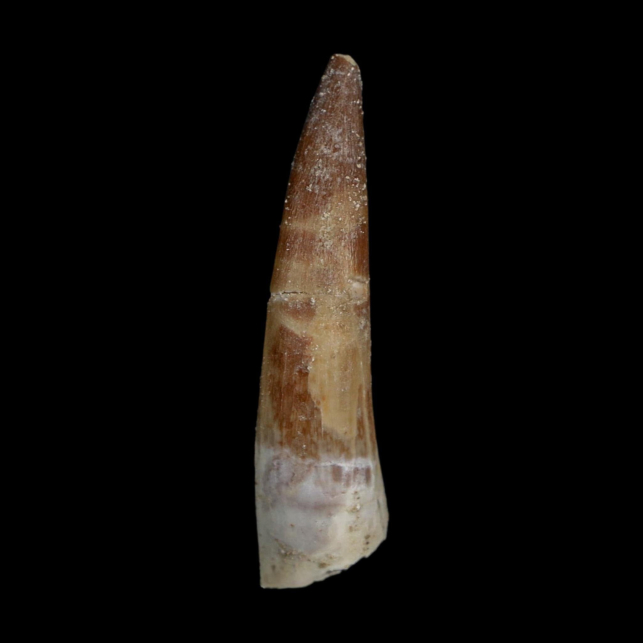 XL 2.1" Plesiosaur Zarafasaura Tooth Fossil Cretaceous Dinosaur Era COA, Stand