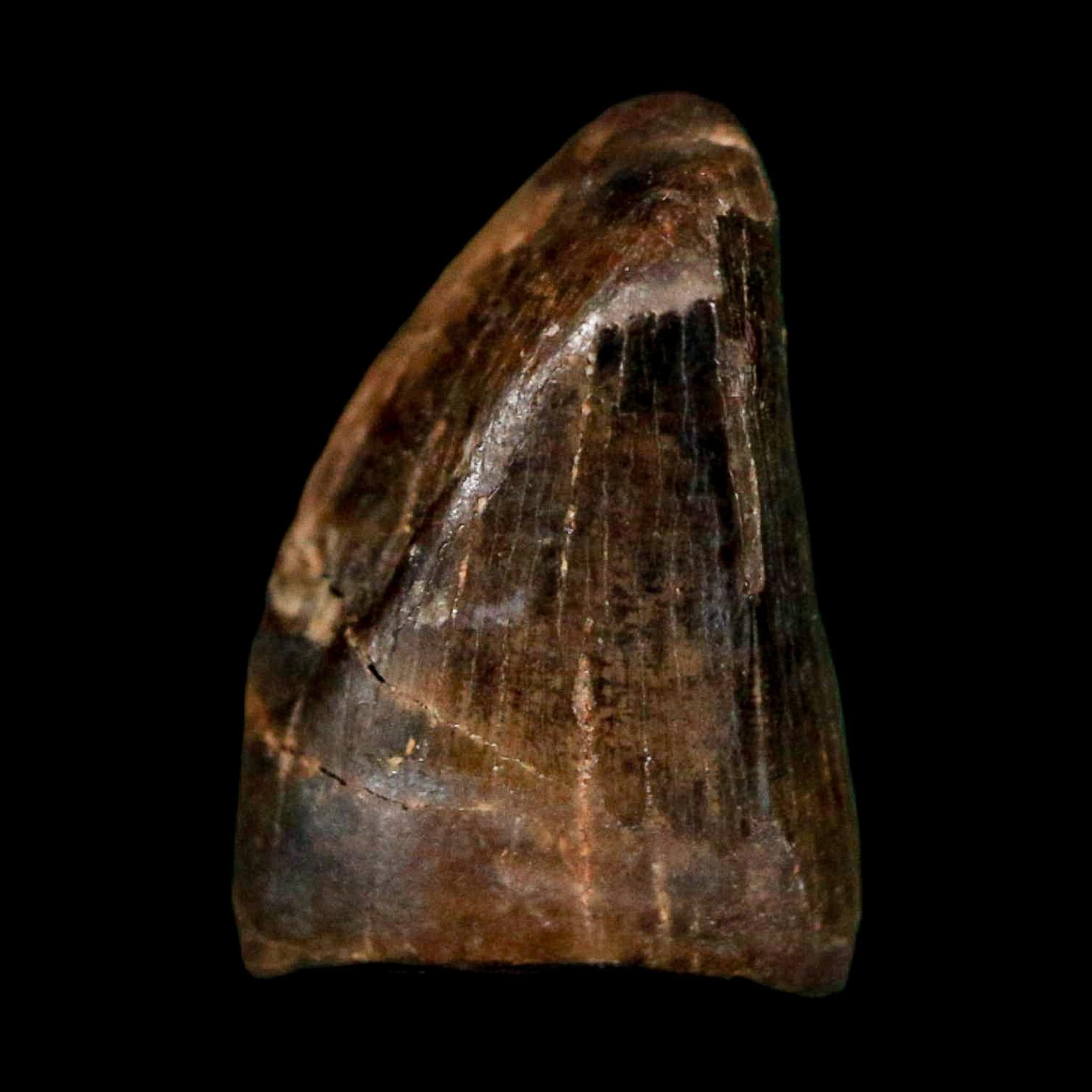 0.4" Tyrannosaur Fossil Premax Tooth Cretaceous Dinosaur Judith River FM MT COA - Fossil Age Minerals