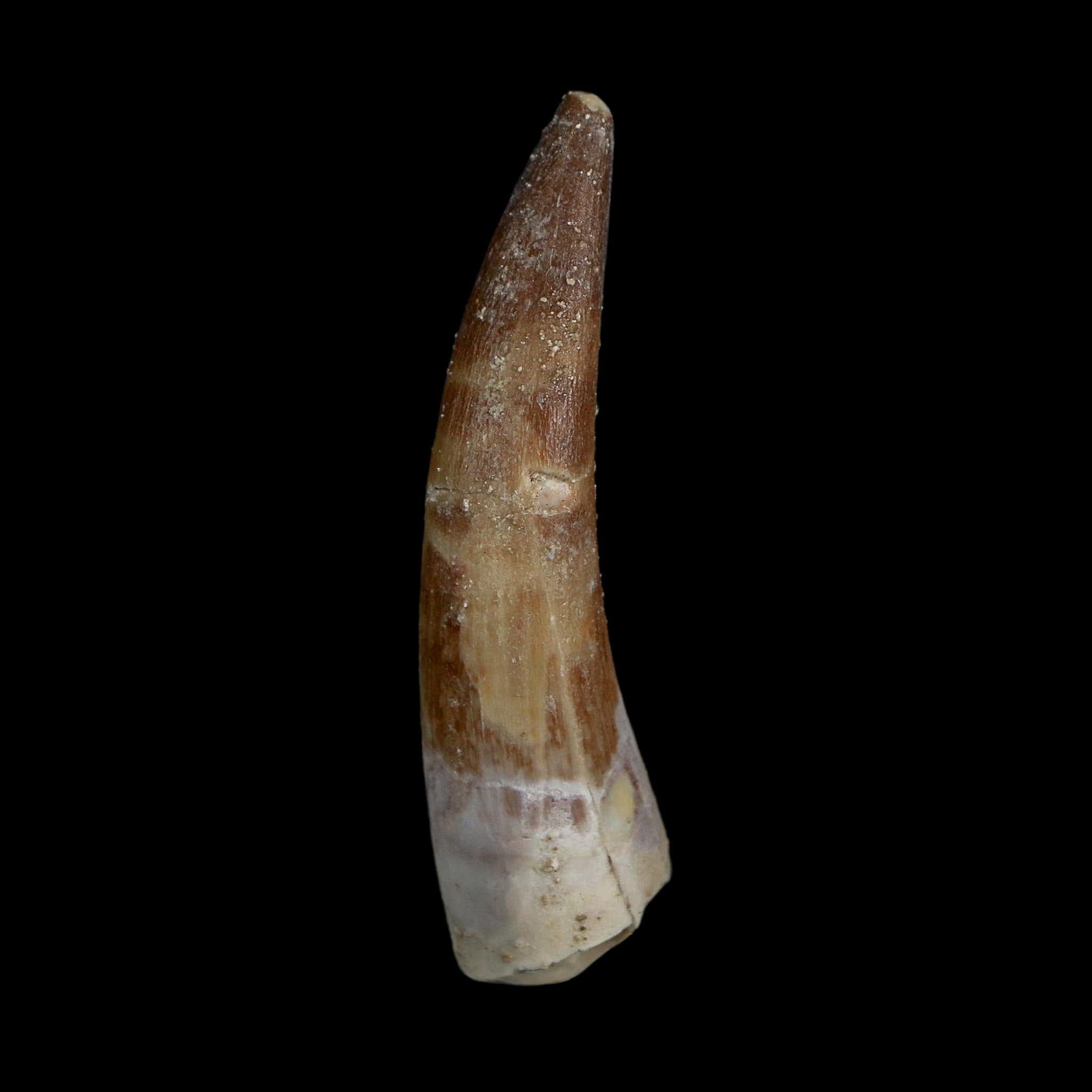 XL 2.1" Plesiosaur Zarafasaura Tooth Fossil Cretaceous Dinosaur Era COA, Stand