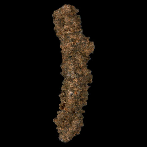 1.9" Fulgurite Petrified Lightning Strike Glass Sahara Desert Algeria - Fossil Age Minerals