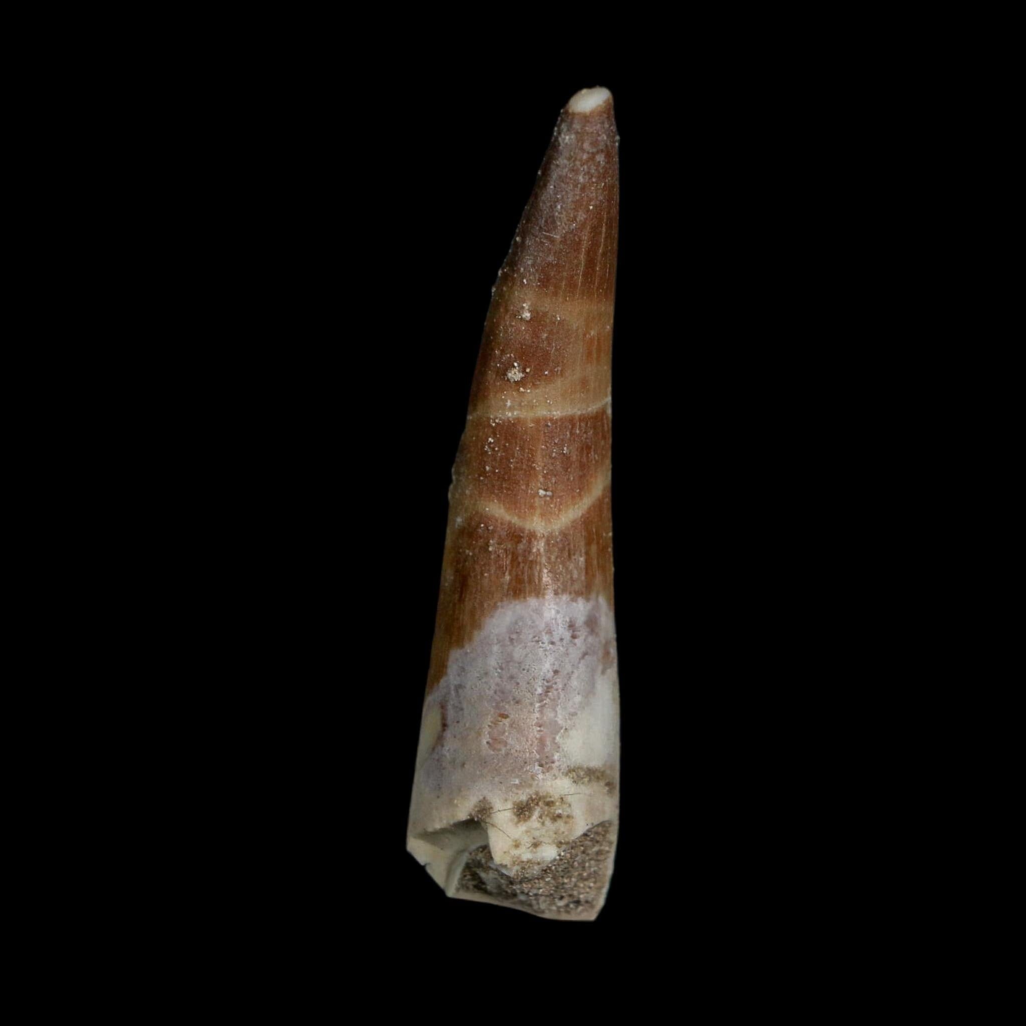 XL 2.1" Plesiosaur Zarafasaura Tooth Fossil Cretaceous Dinosaur Era COA, Stand