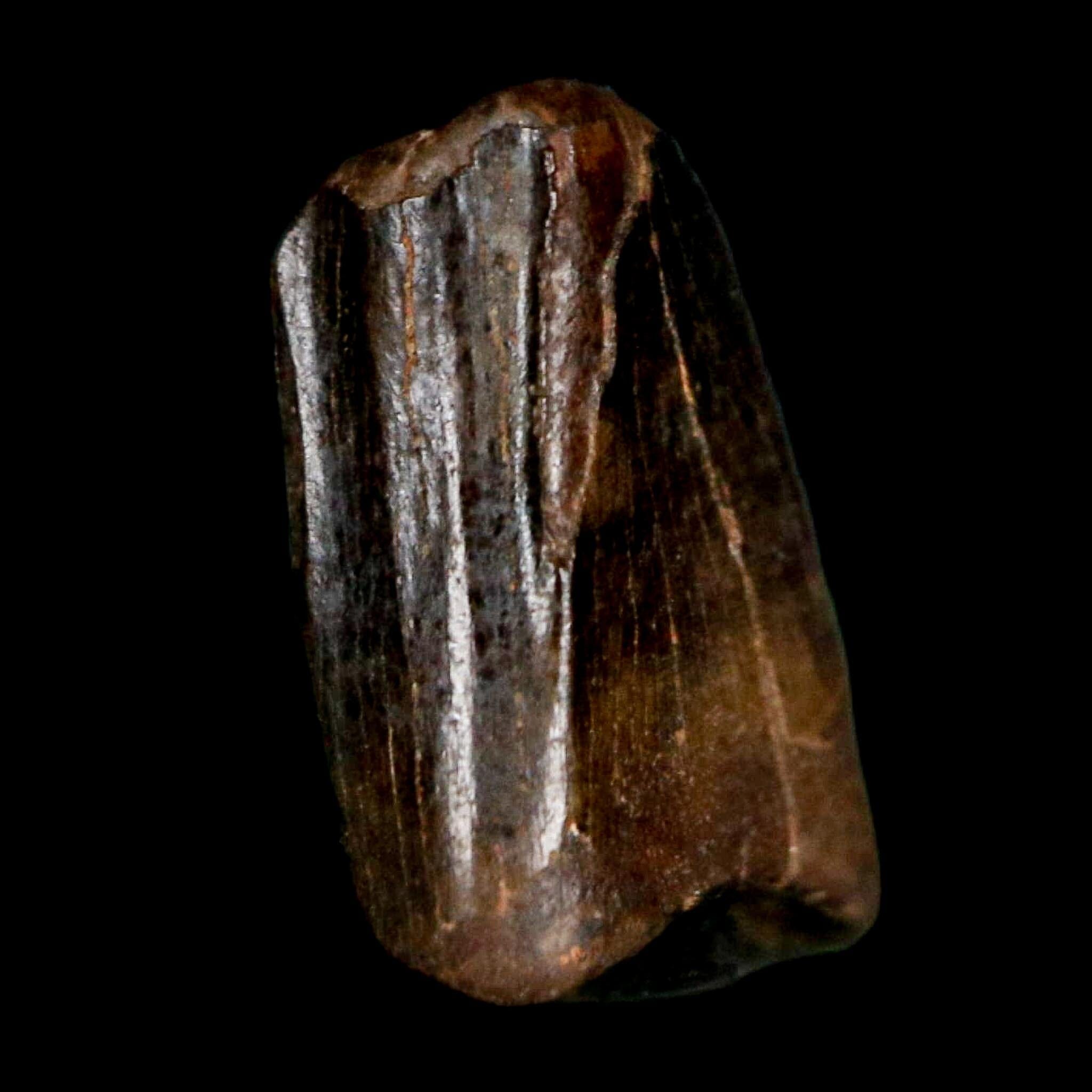 0.4" Tyrannosaur Fossil Premax Tooth Cretaceous Dinosaur Judith River FM MT COA - Fossil Age Minerals