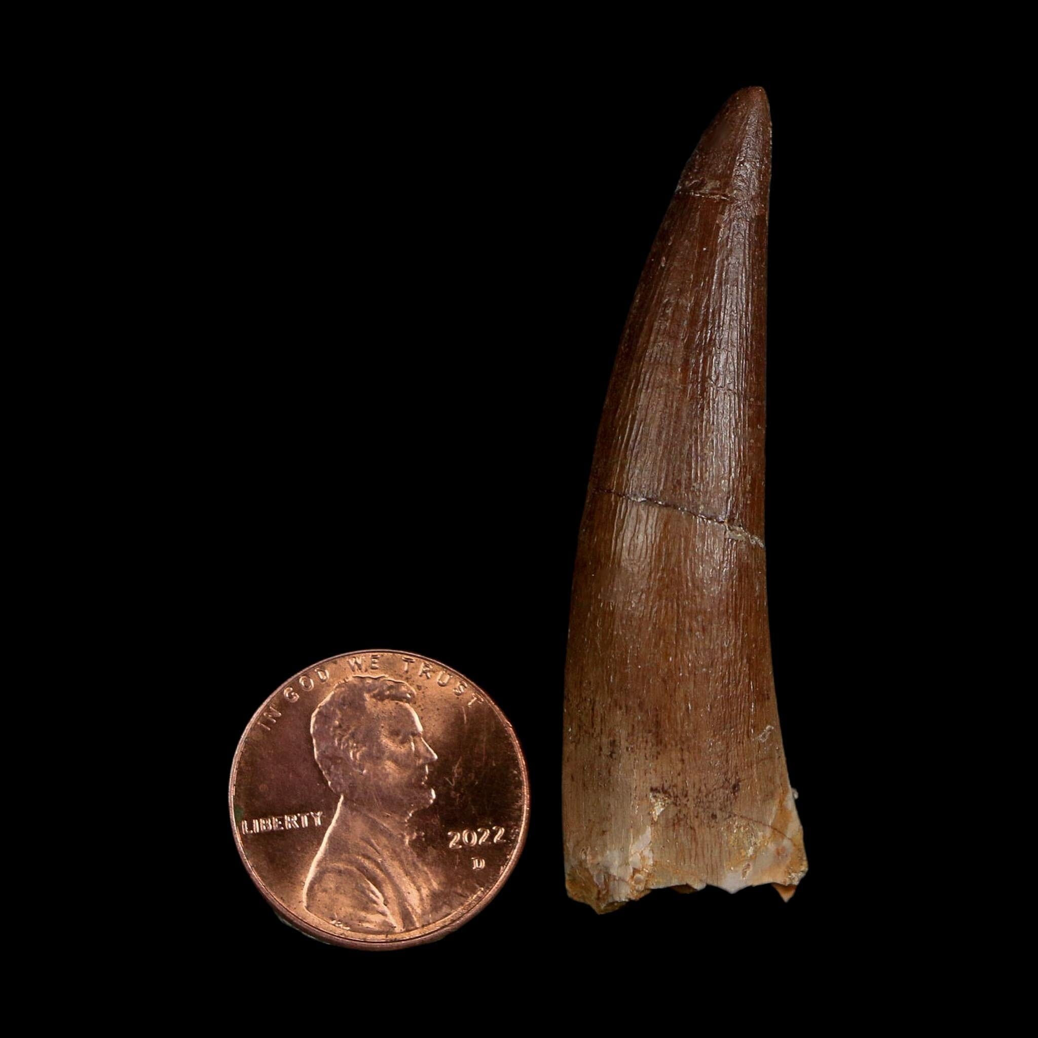 XL 2.1" Plesiosaur Zarafasaura Tooth Fossil Cretaceous Dinosaur Era COA, Stand