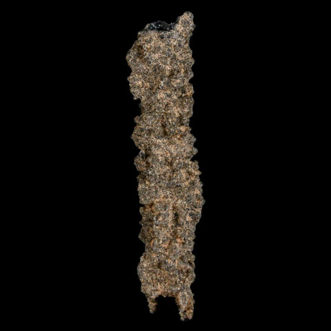 1.9" Fulgurite Petrified Lightning Strike Glass Sahara Desert Algeria - Fossil Age Minerals